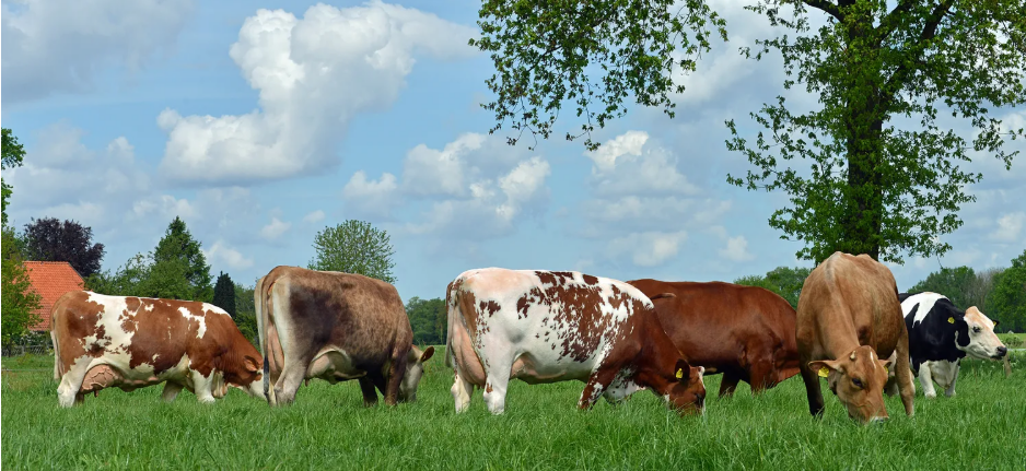 Xsires ondersteunt bij kruisen