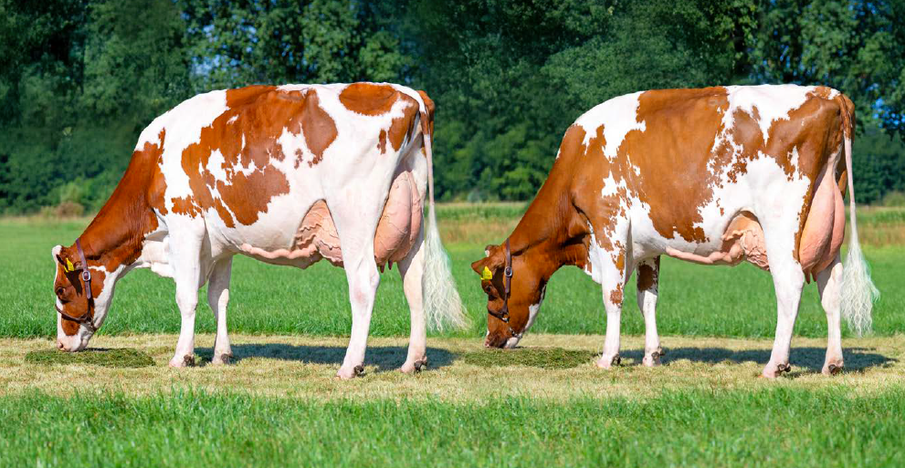 Onopvallende Bertha verrast als stiermoeder