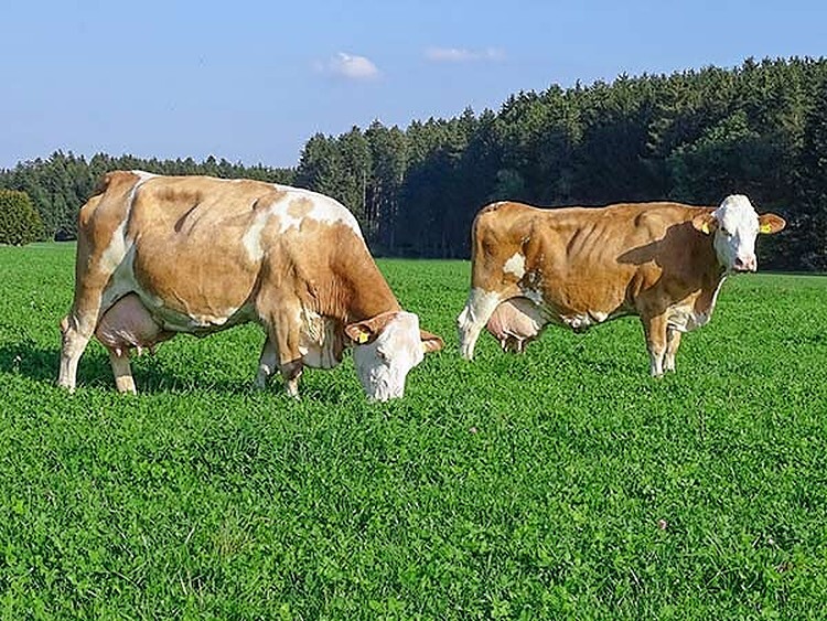 Alte Damen und dicke Milch: Das trifft auch auf Haribos Großmutter (links) sowie auf die Urgroßmutter von Webmaster und Icebreaker (rechts) zu. Beide stammen aus der E-Linie und haben jeweils eine Lebensleistung von über 100 000 kg Milch erbracht. Galileo, Hexagon, Hindu, Icebreaker, Manaus, Webmaster, What Else, Hongkong PP, Verismo PP und Wookie Pp sind CRV-Fleckviehbullen, die hohe Inhaltsstoffe und Nutzungdauer bringen.