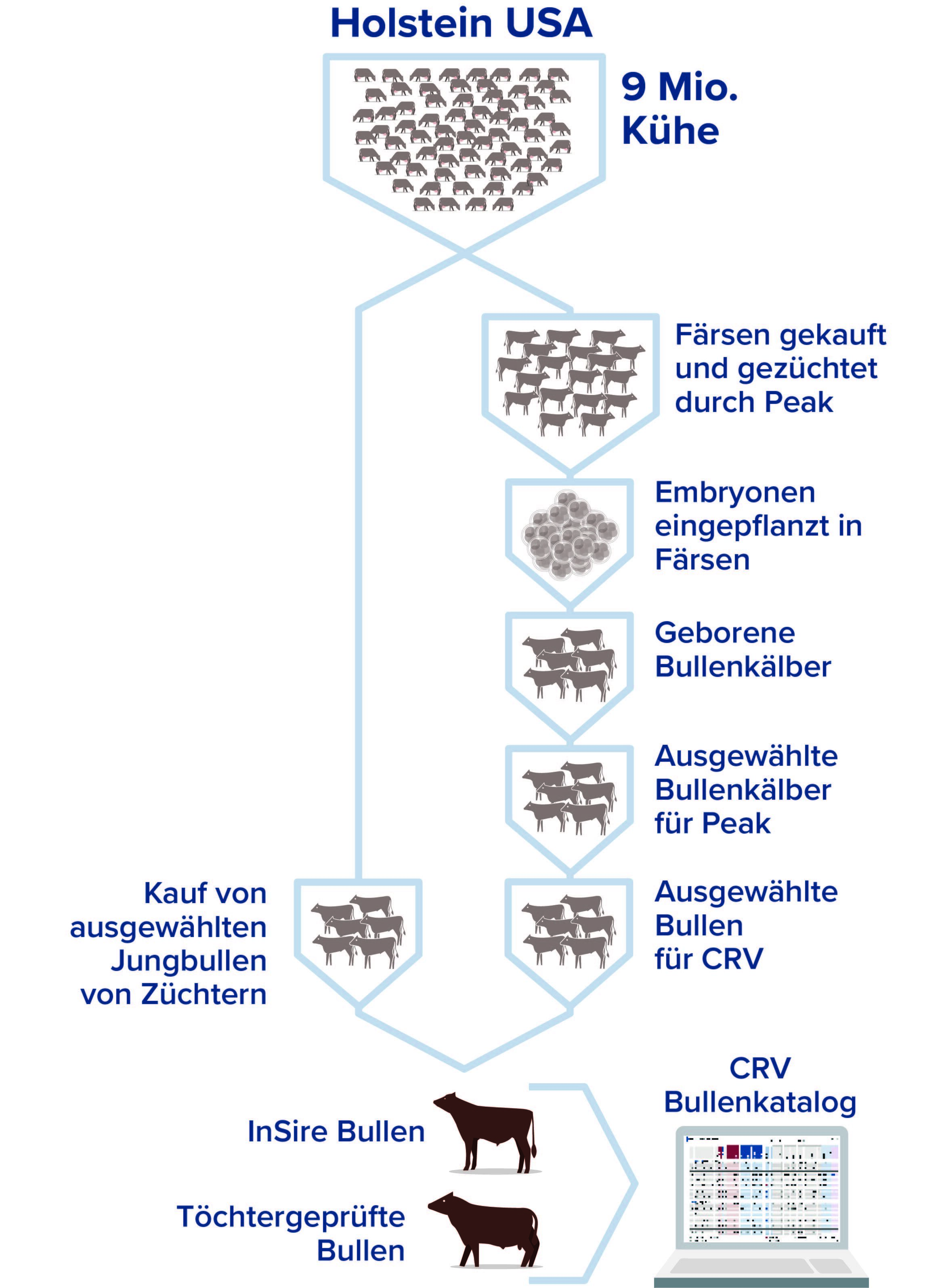 Das CRV Zuchtprogramm Holstein in den USA