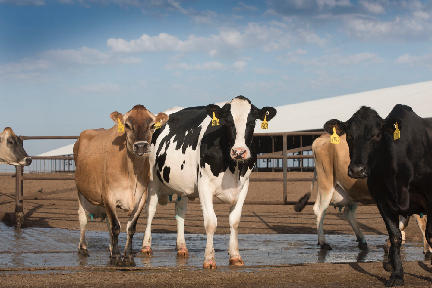 Your ideal semi-mixed-ration cow is bred by a mixture of Holstein/Jersey.