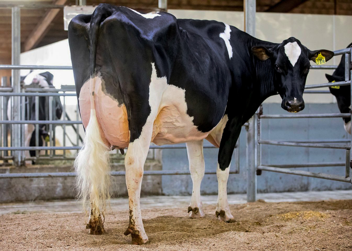 Siemers Orono fokt functionaliteit in fraaie Amerikaanse holsteinframes