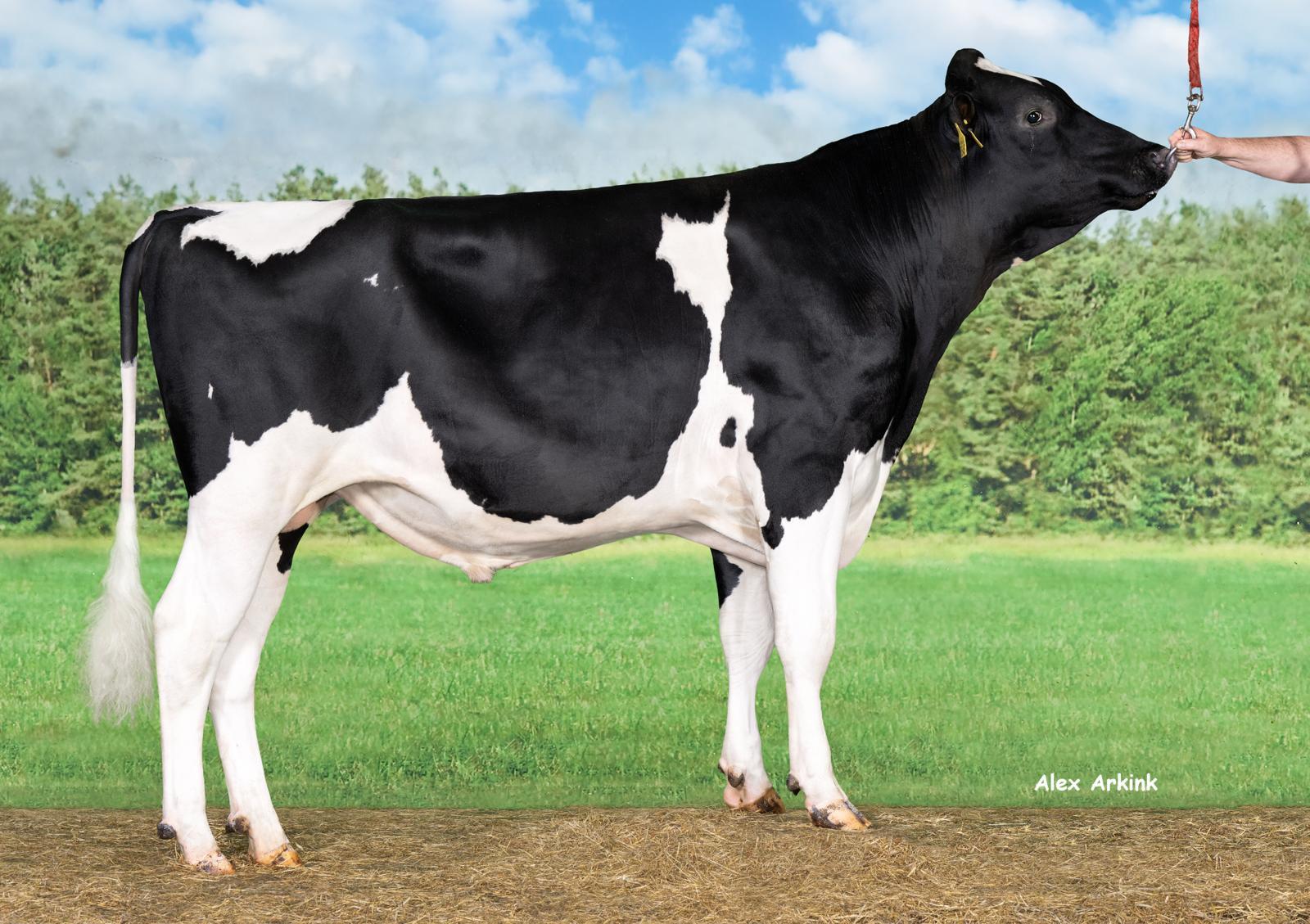 Sterksel Simson, compleet fokkende stier uit een nieuwe koefamilie