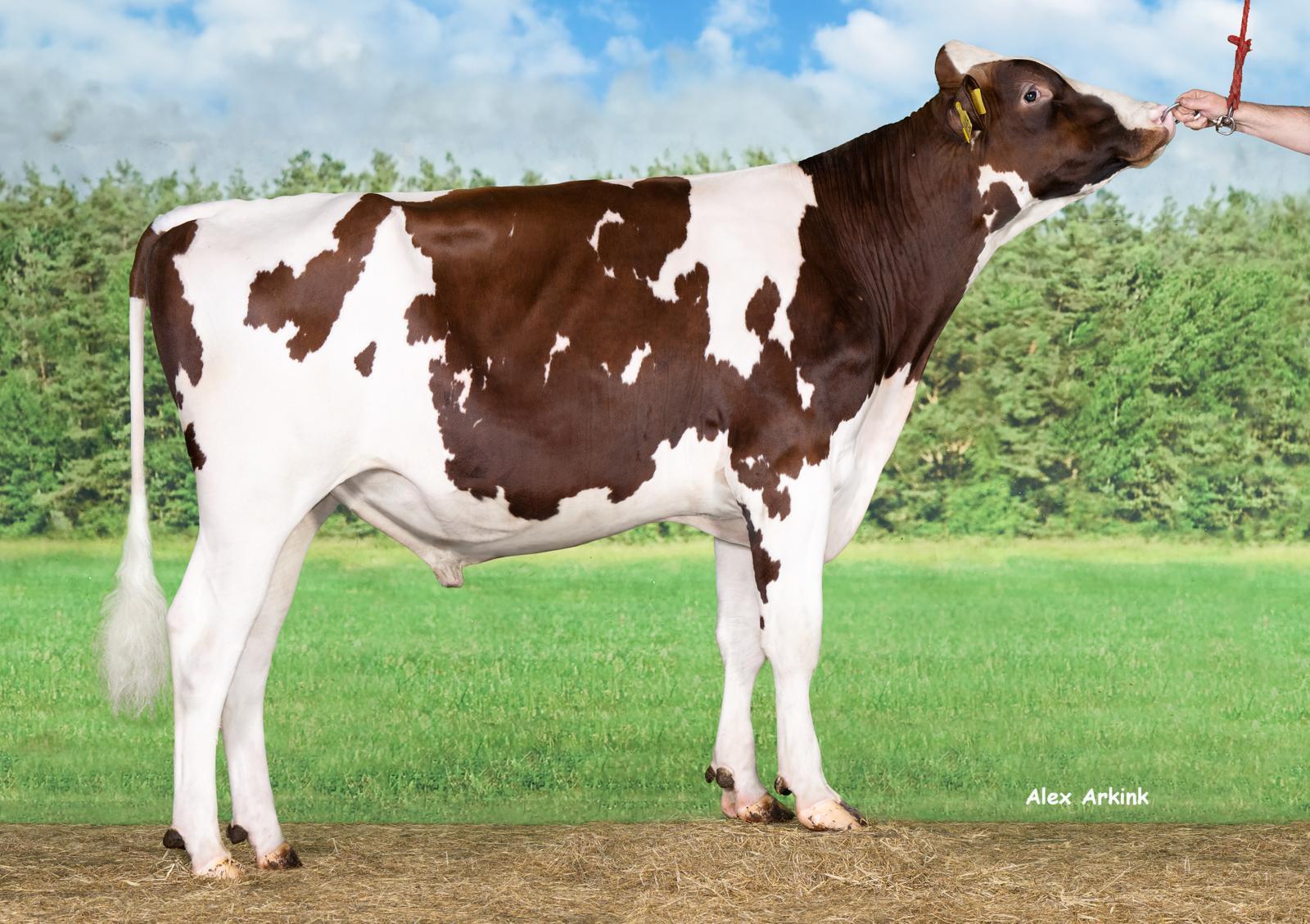 Lowlands Solaris puts complete, hardworking dairy cows in the spotlight