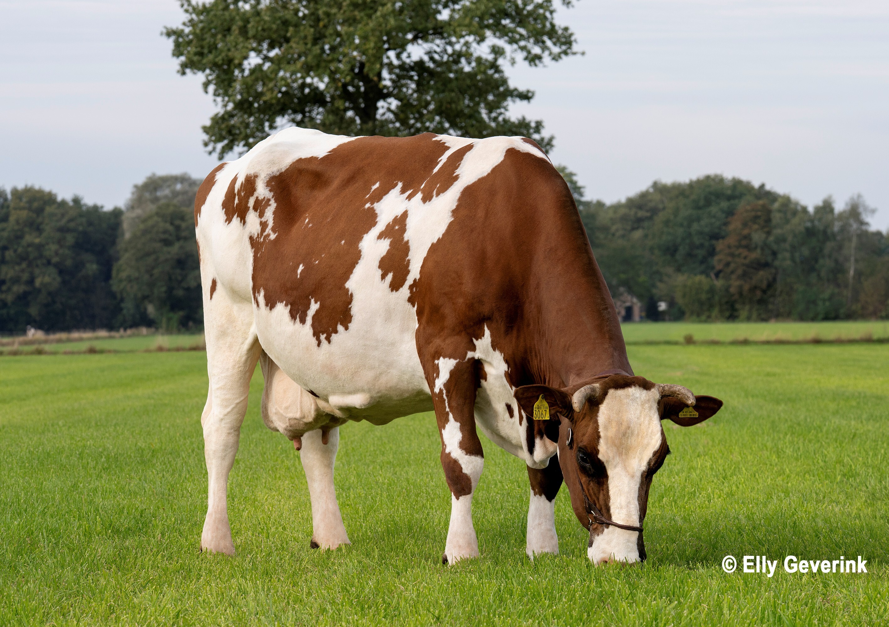 De hele familie Oltvoort is gek met Gemma