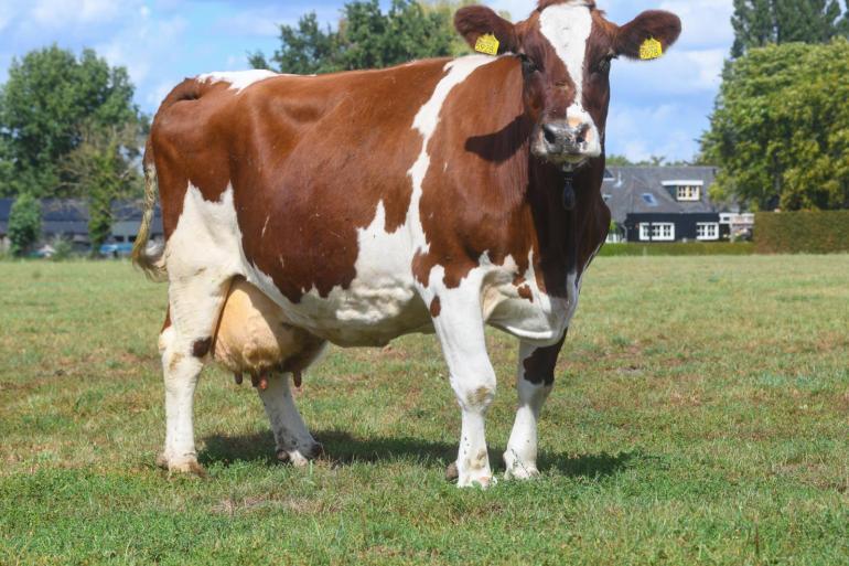 Mrij-koe Lana spelenderwijs naar drie sterren