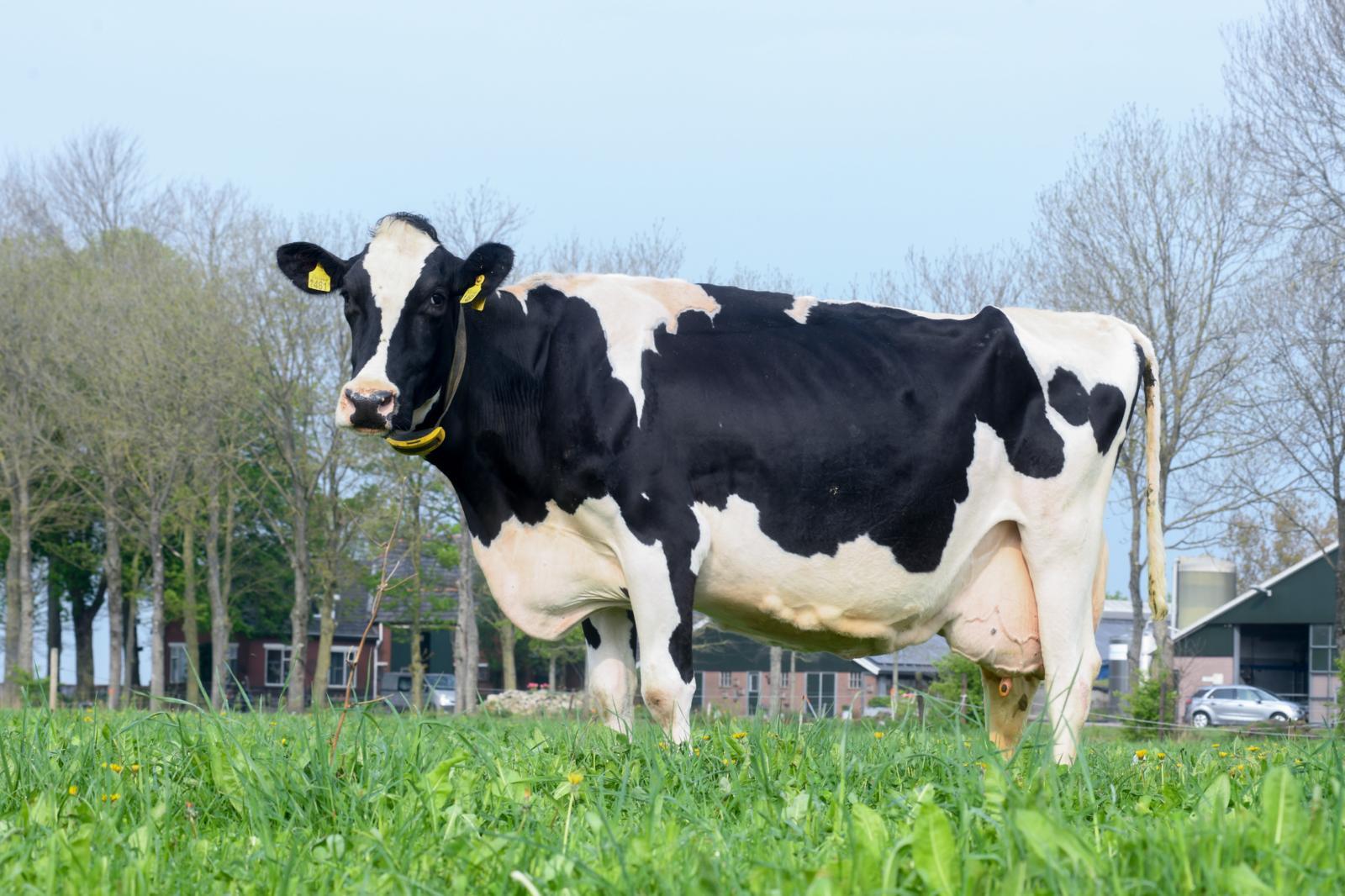 Plezierige Zandhoeve Pietje 1461 doet het op ruwvoer