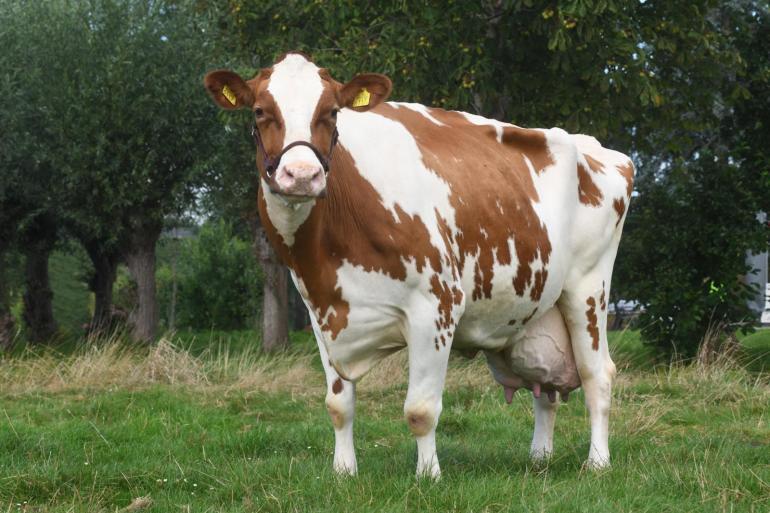 Stille Willy past op grasbedrijf