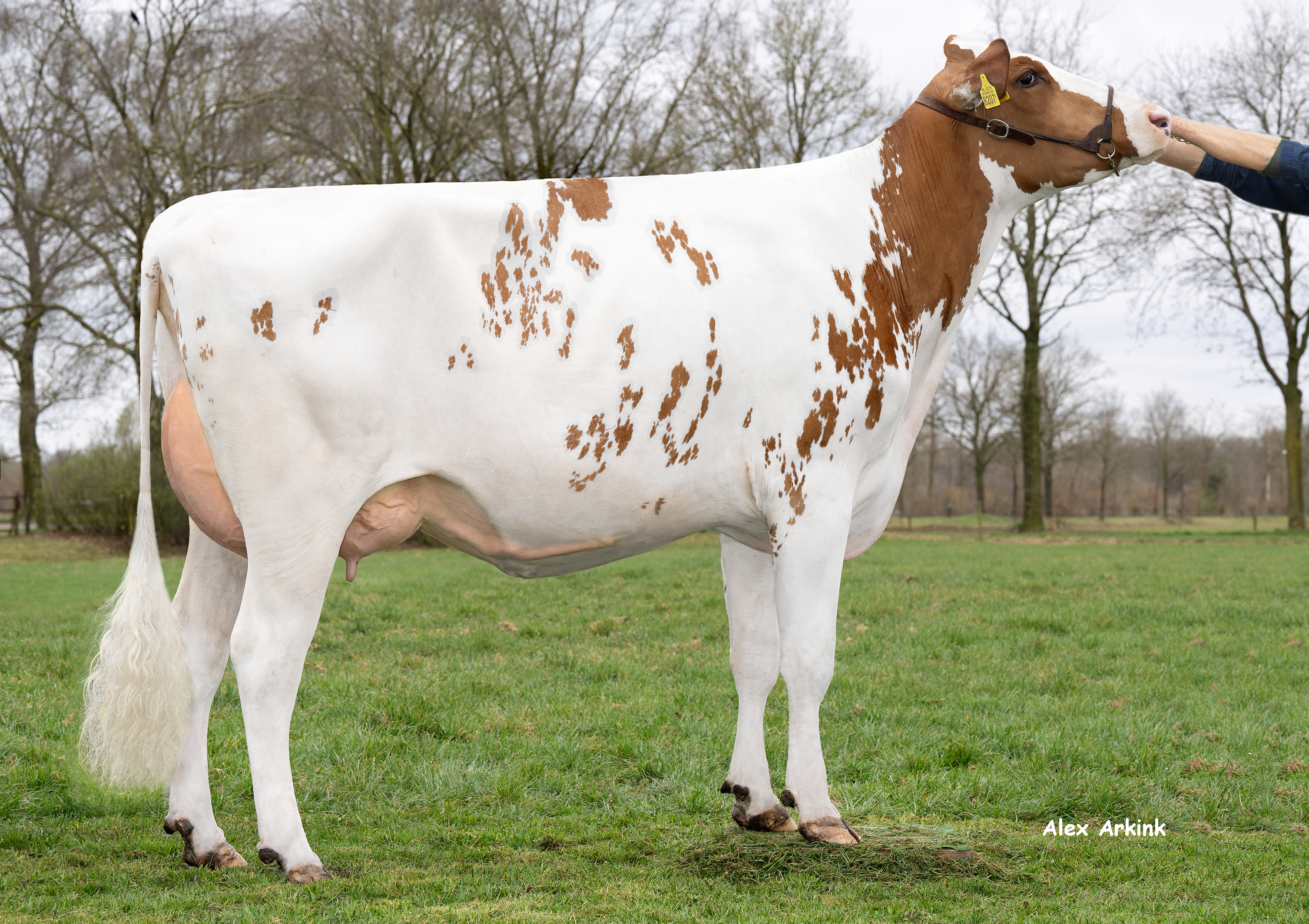 Sterksel Paula 238 (s. Taskforce P), dam of Amsterdam RC