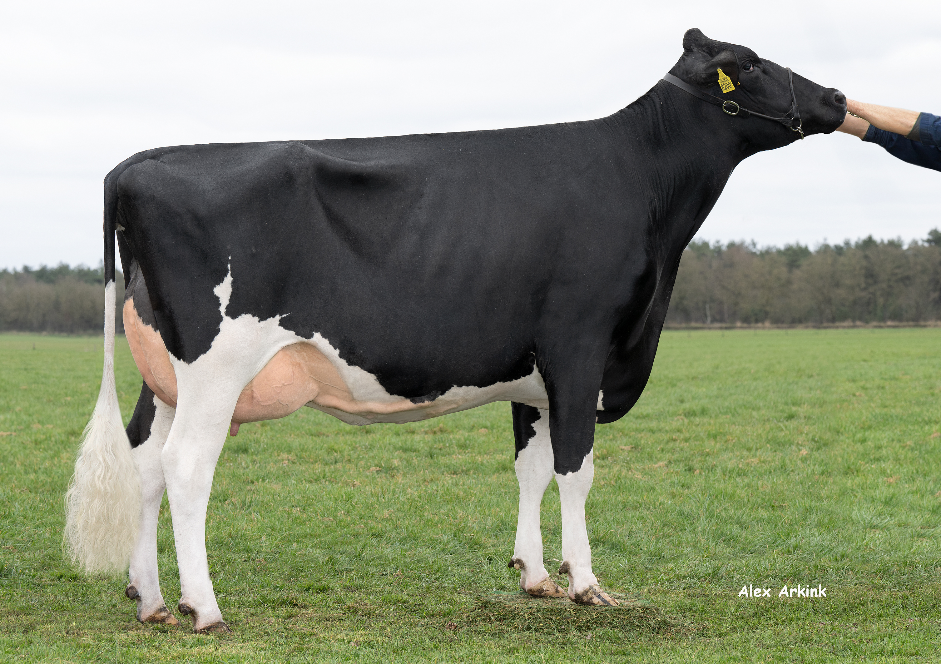 Efficiëntie en rendement terug te zien in de jonge belofte van Sterksel Holsteins