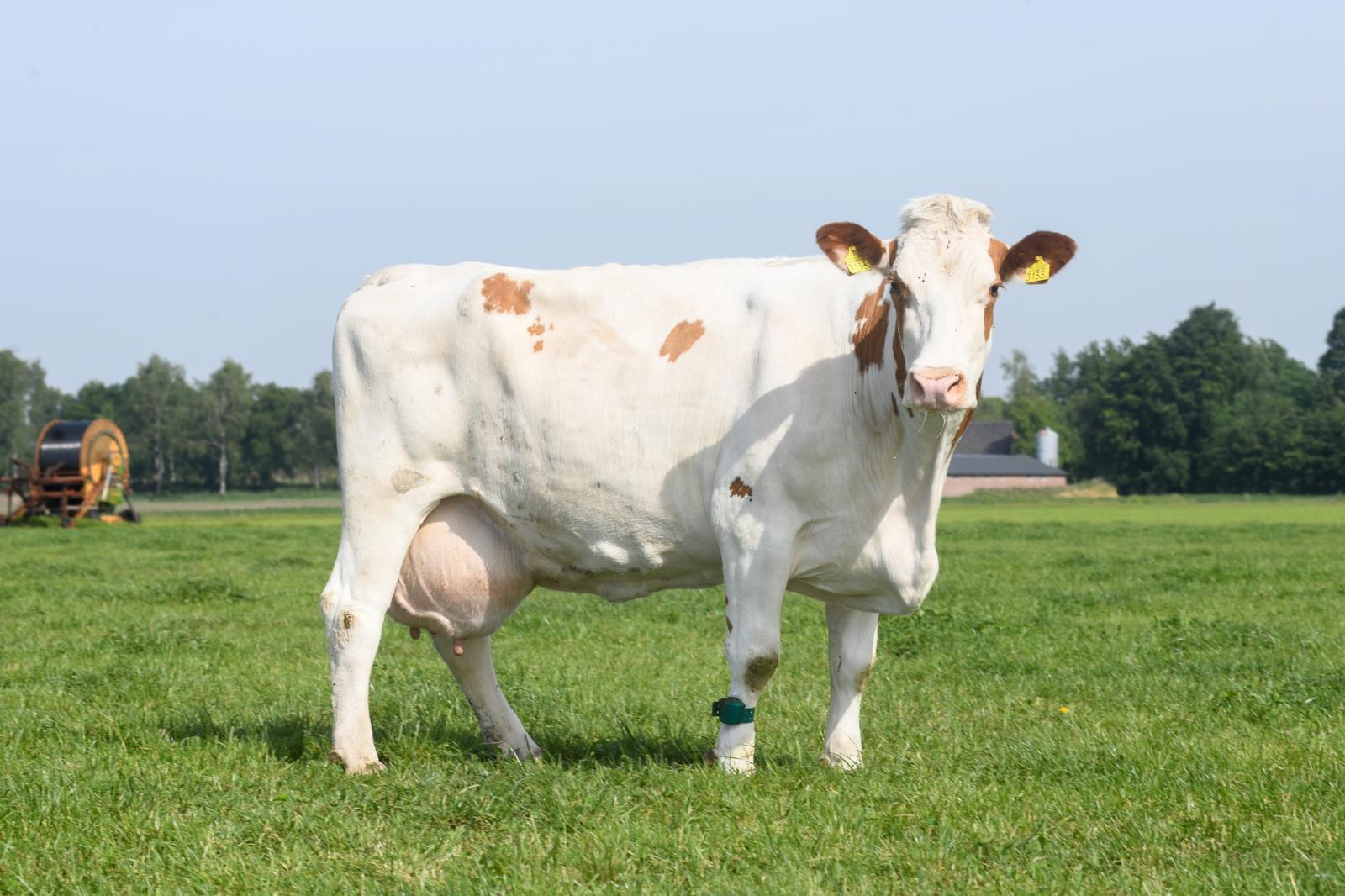 Bijna perfecte Suzan 493 toont de kracht van het mrij-ras