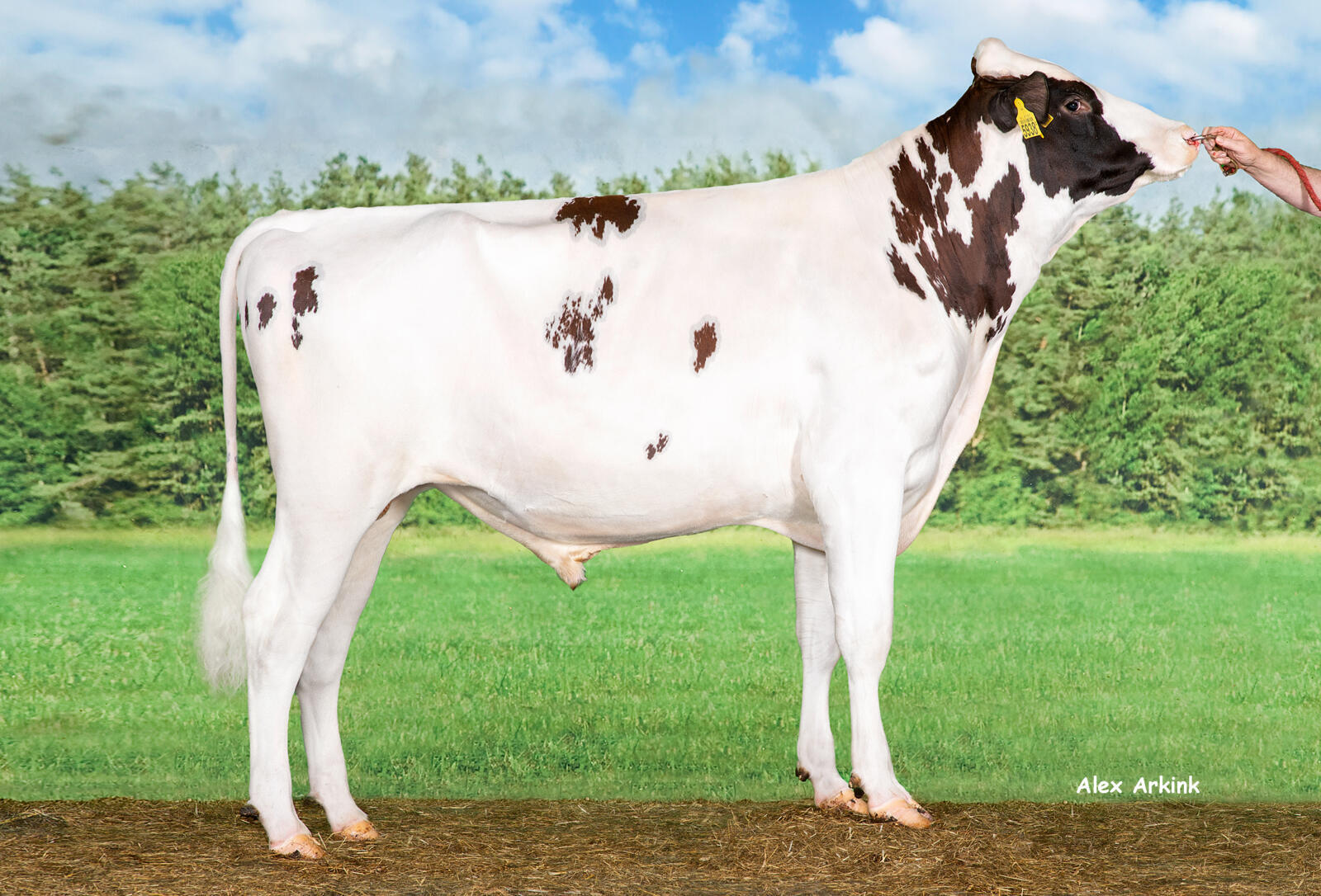 Delta Tallon P shows the Jane  family’s talent as a heifer bull