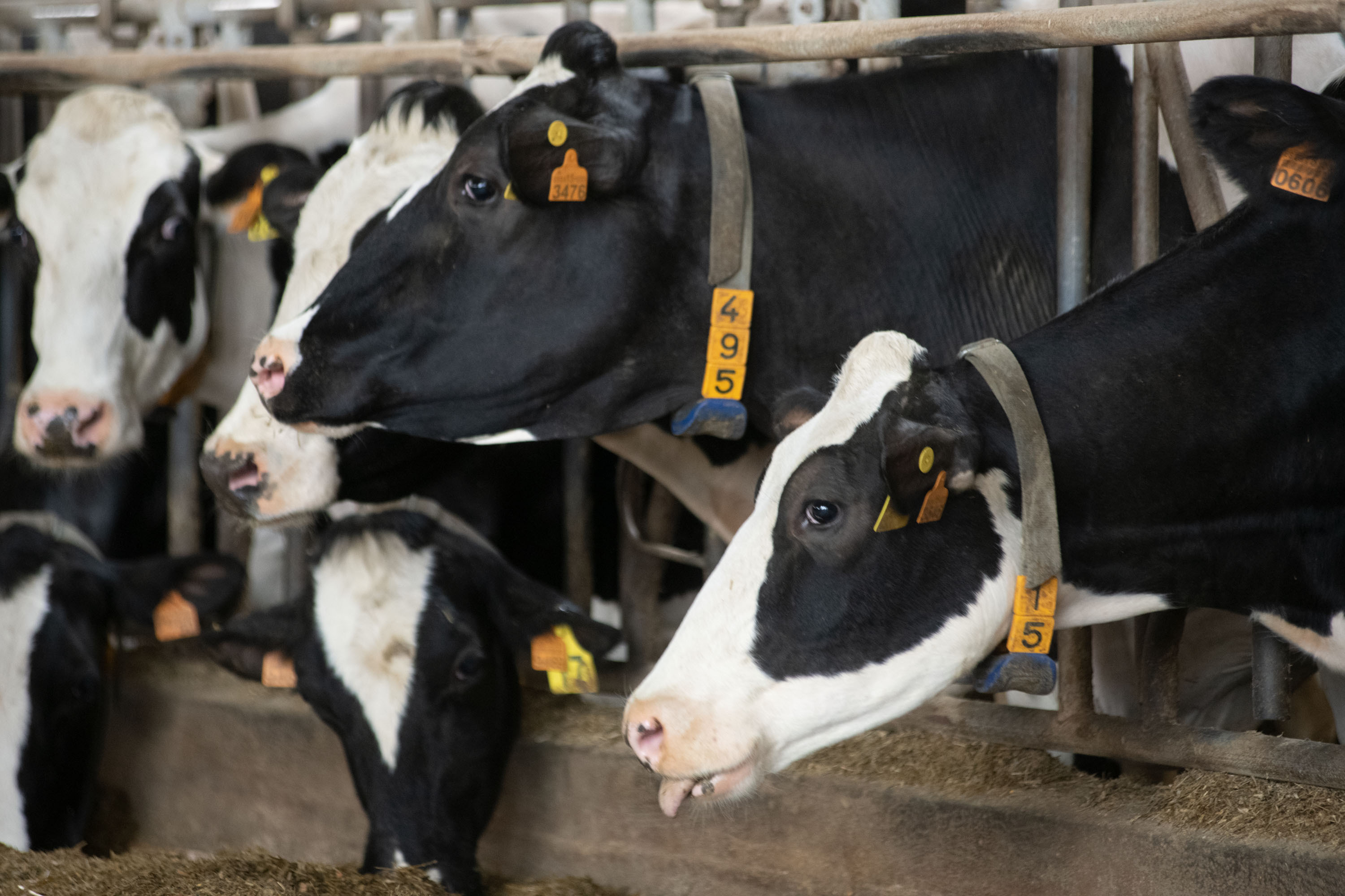 Vacas de José Luis Ochoa de Zuazola