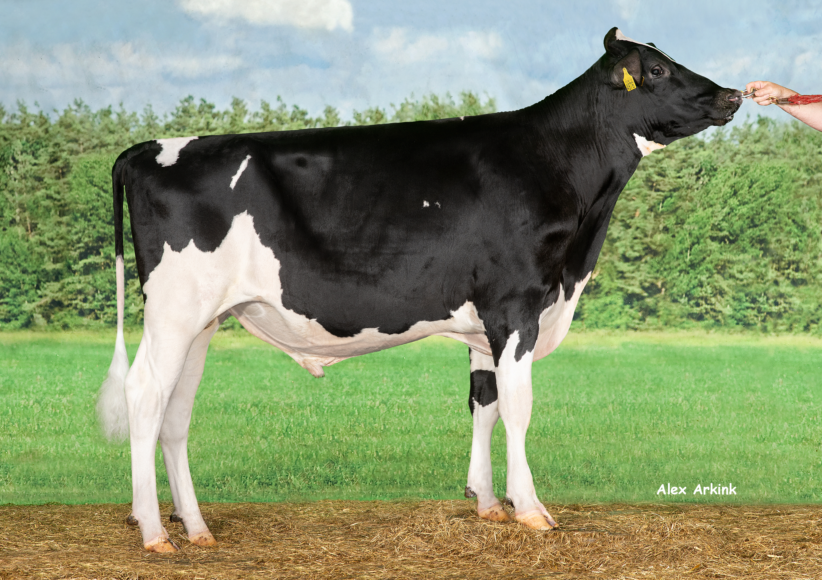 Thunder - Holsteinbulle des Monats Februar 2024