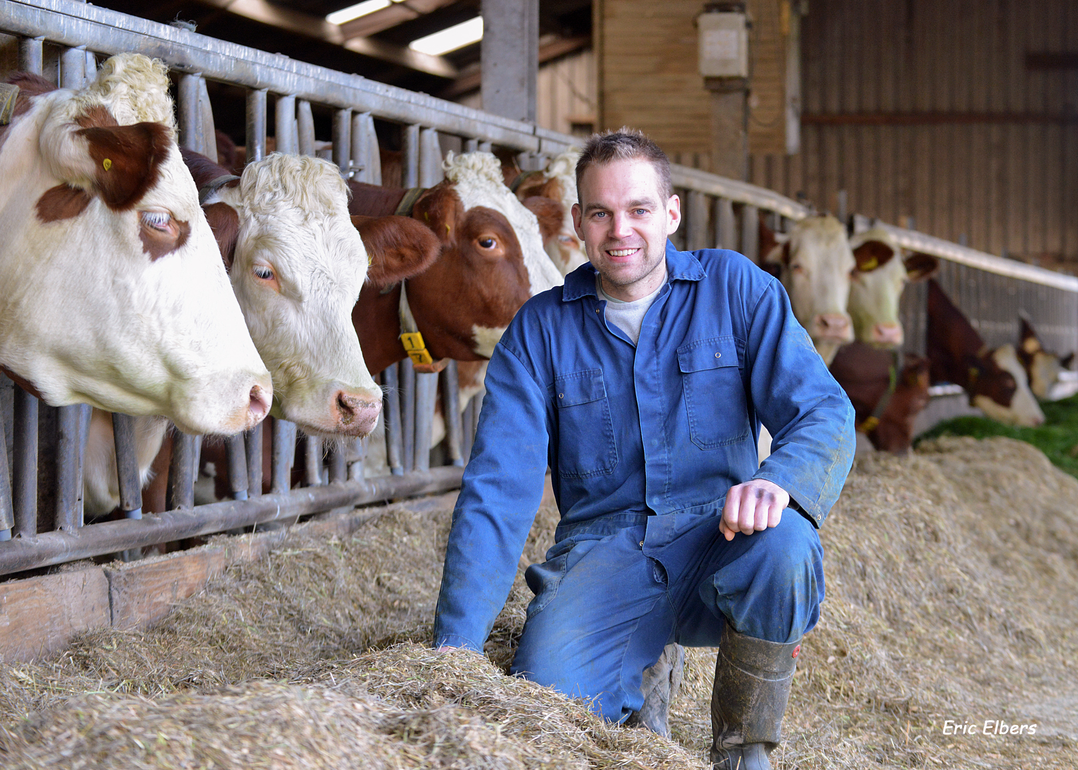 Melkveehouder Tim Degen uit Deest bij zijn fleckvieh en mrij kruisingskoeien.