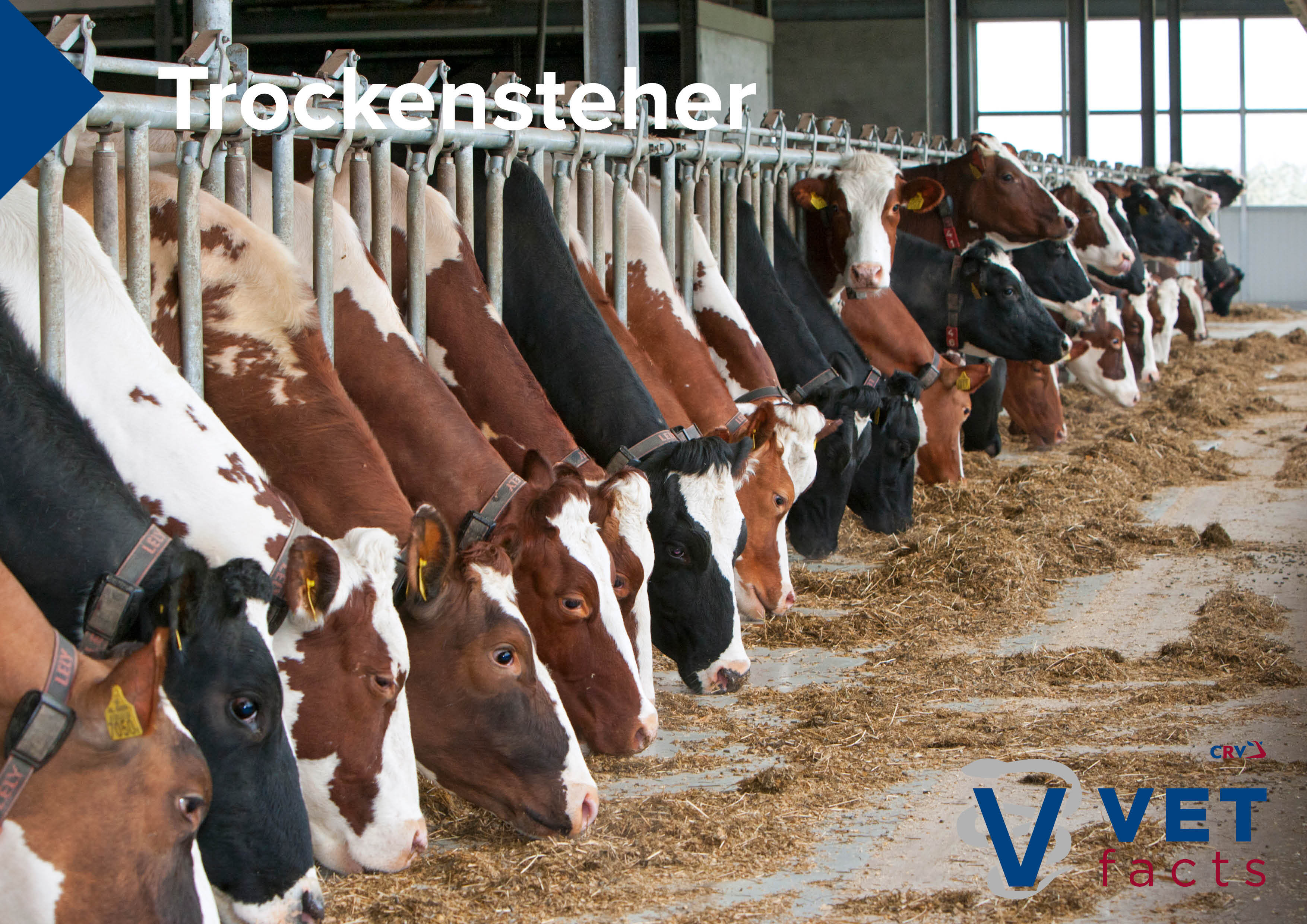 Vet facts - Trockensteher