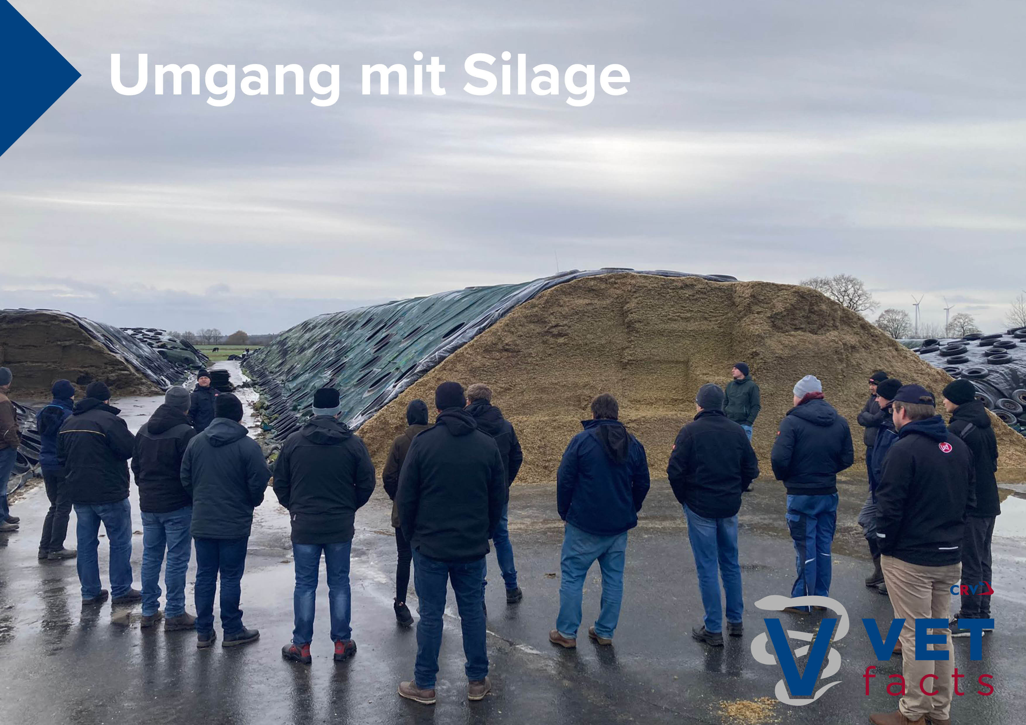 Vet facts - Umgang mit Silage