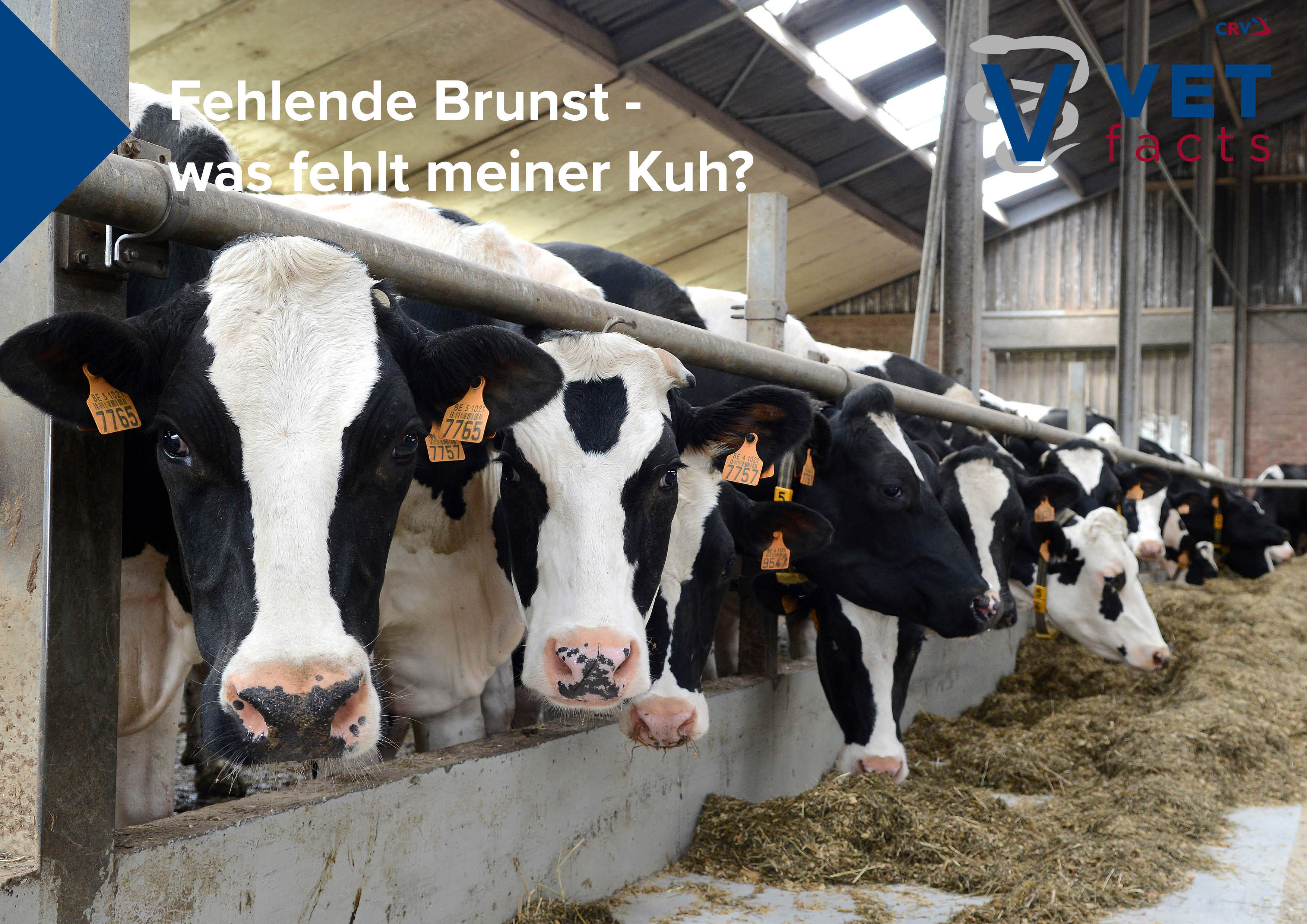 Vet facts - Fruchtbarkeitsprobleme – Was kann ich dagegen tun?