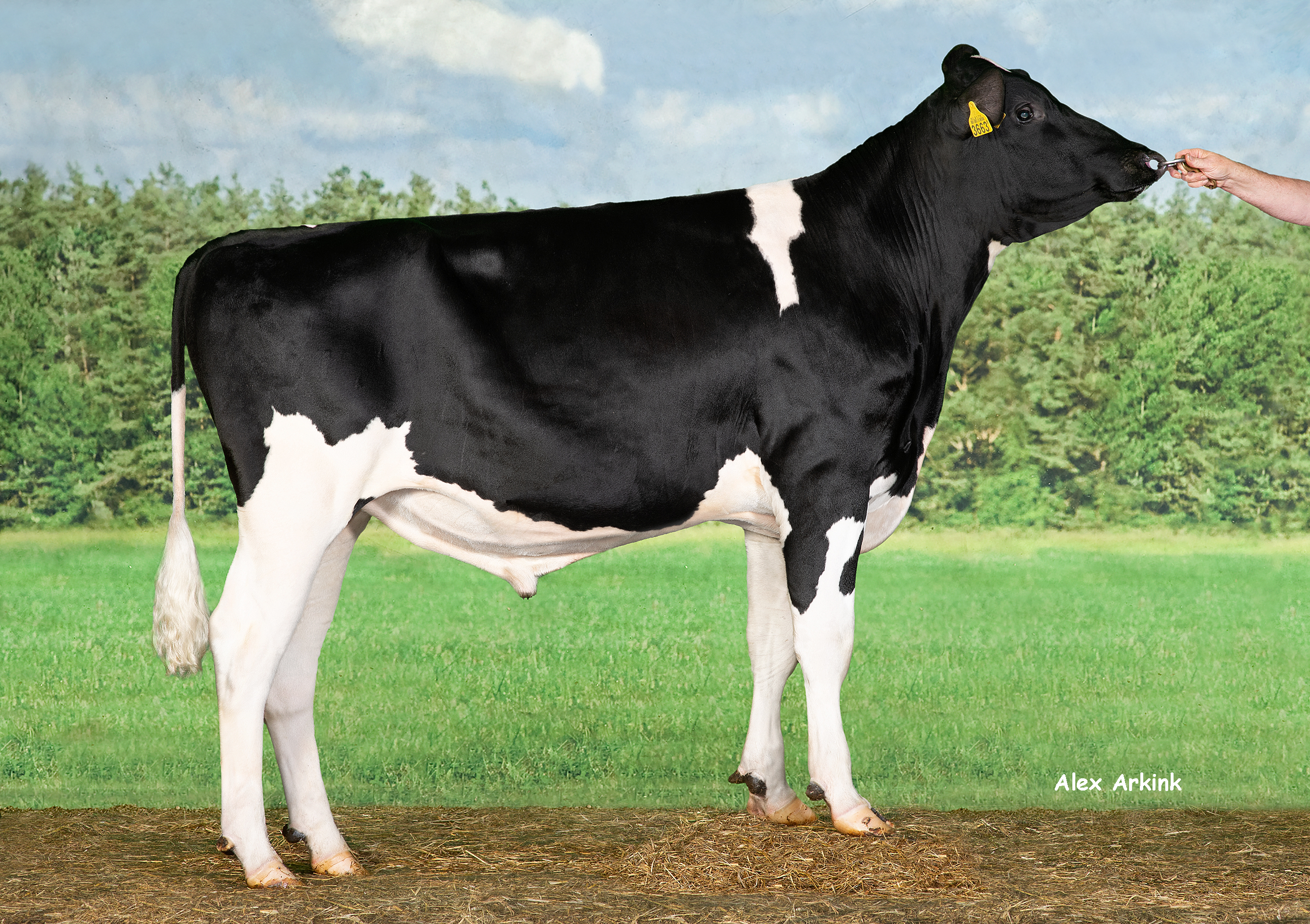 Upward - Holsteinbulle des Monats Januar