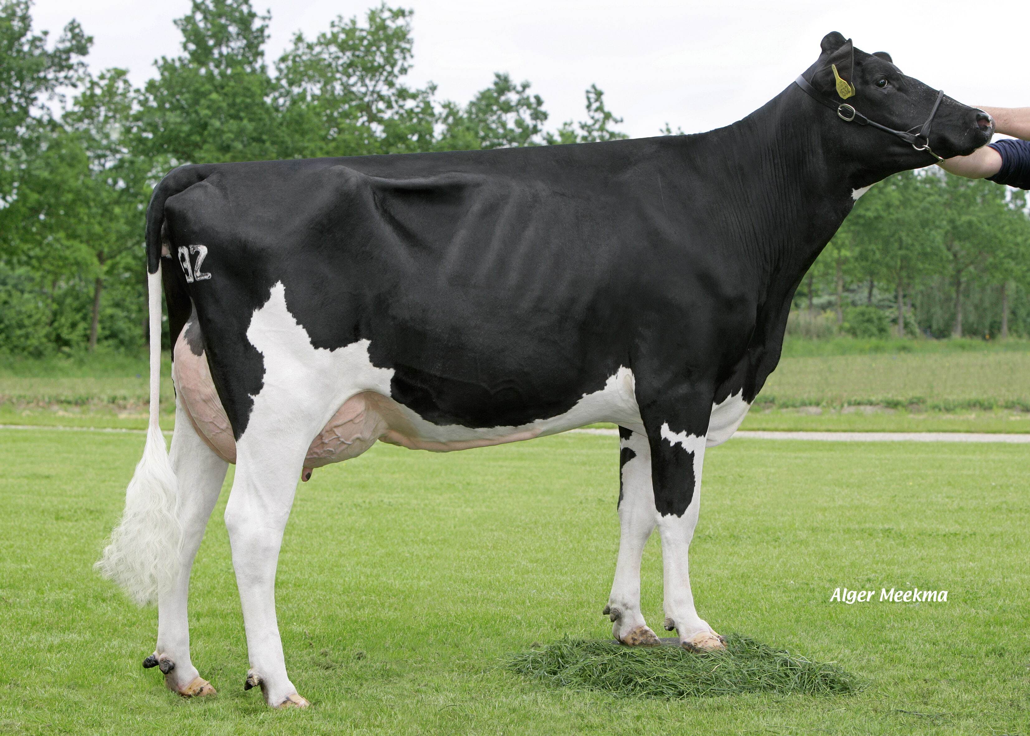 Ur-Ur-Ur-Großmutter von Producer mit über 100.000 kg Milch