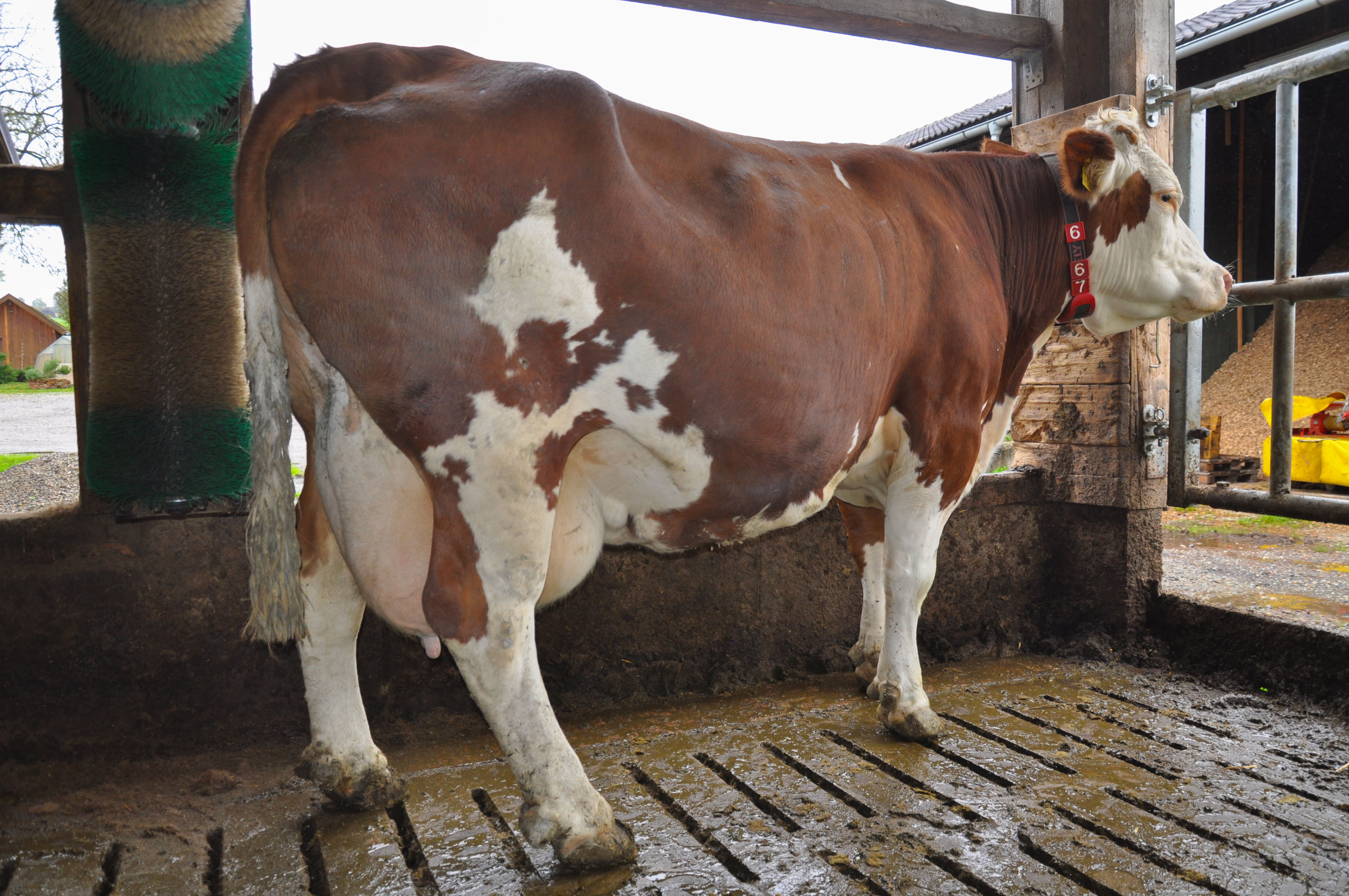 Ute (Vater Polarbaer) 6. Laktation Durchschnittsleistung 9.909 kg Milch 4,06 % Fett und 3,56 % Eiweiß bei einer durchschnittlichen ZKZ von 357 Tagen.