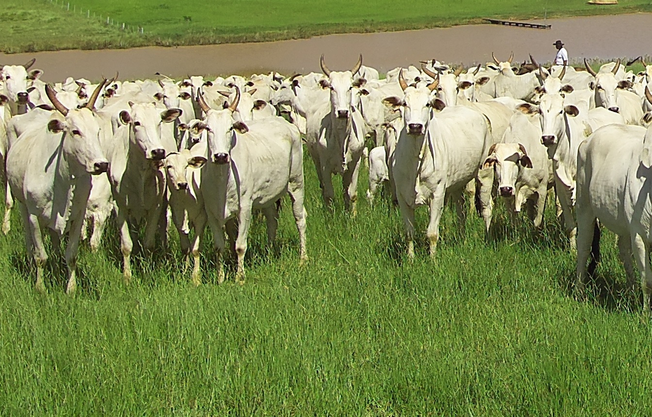 Estação de monta: conheça aspectos importantes para o sucesso do manejo