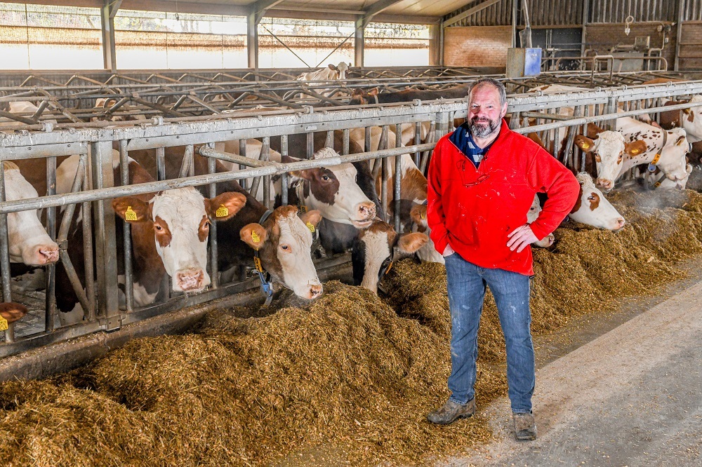 Jos Nielen uit Katwijk met fleckvieh en brownswiss kruislingen