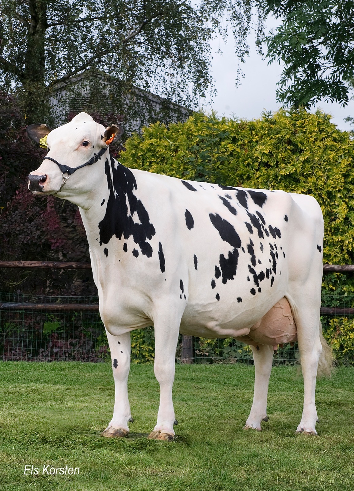 VVH Isa 12 (Ex 90, v. Snowman), grootmoeder van Isaac