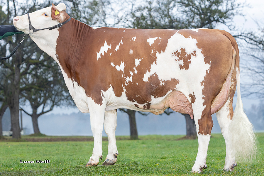 Violota - Züchter: Fleck and Black GbR in Großkarolinenfeld (2/1 291 Tage 11.325 kg – 4,34 % Fett und 3,30 % Eiweiß)