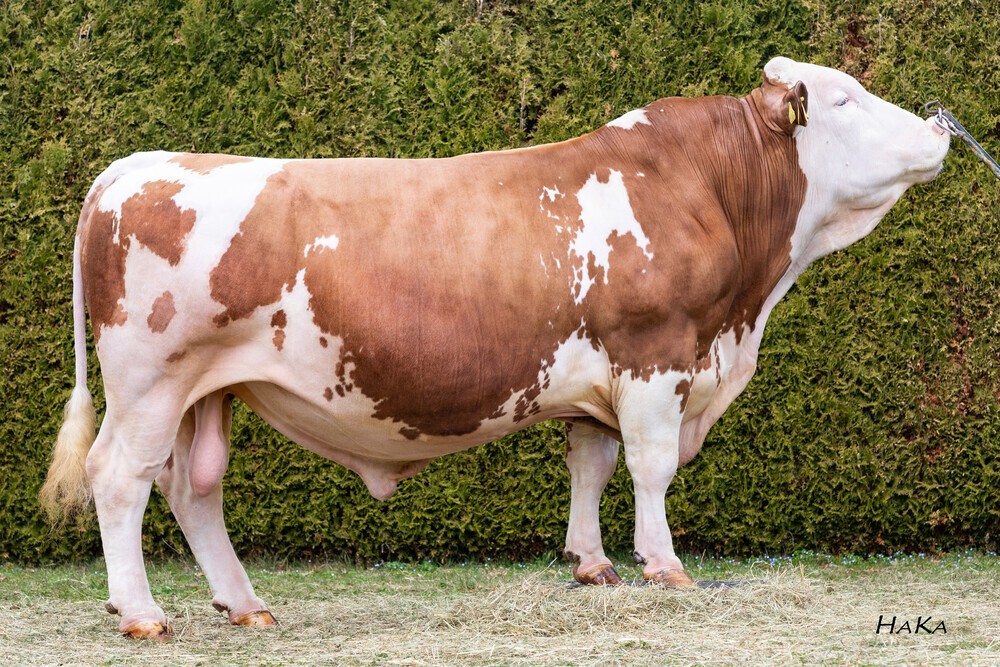 Press Release: Popular CRV bulls live up to expectations