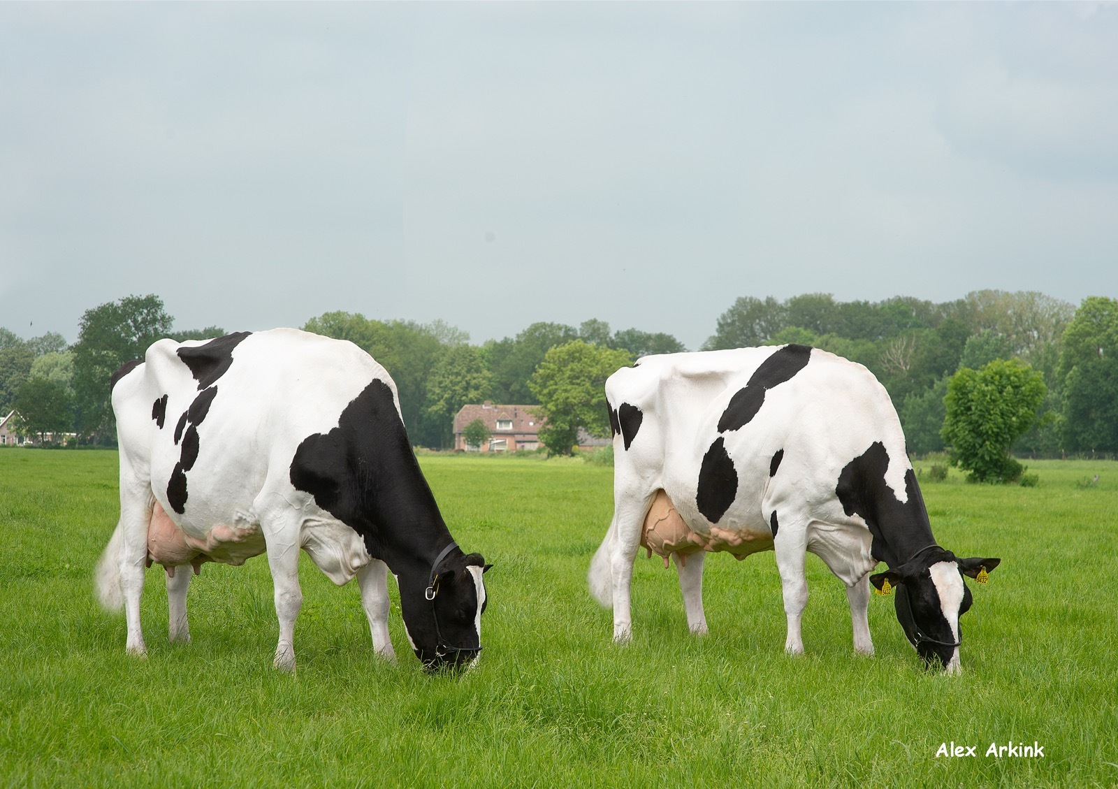 Volle zussen Weelder Esmonique 20 en 22 zijn beide over de 100.000 liter