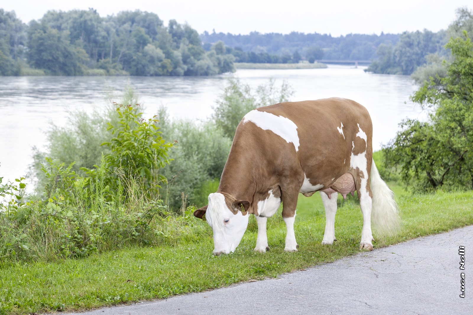 Bericht Zuchtwertschätzung Fleckvieh 2024