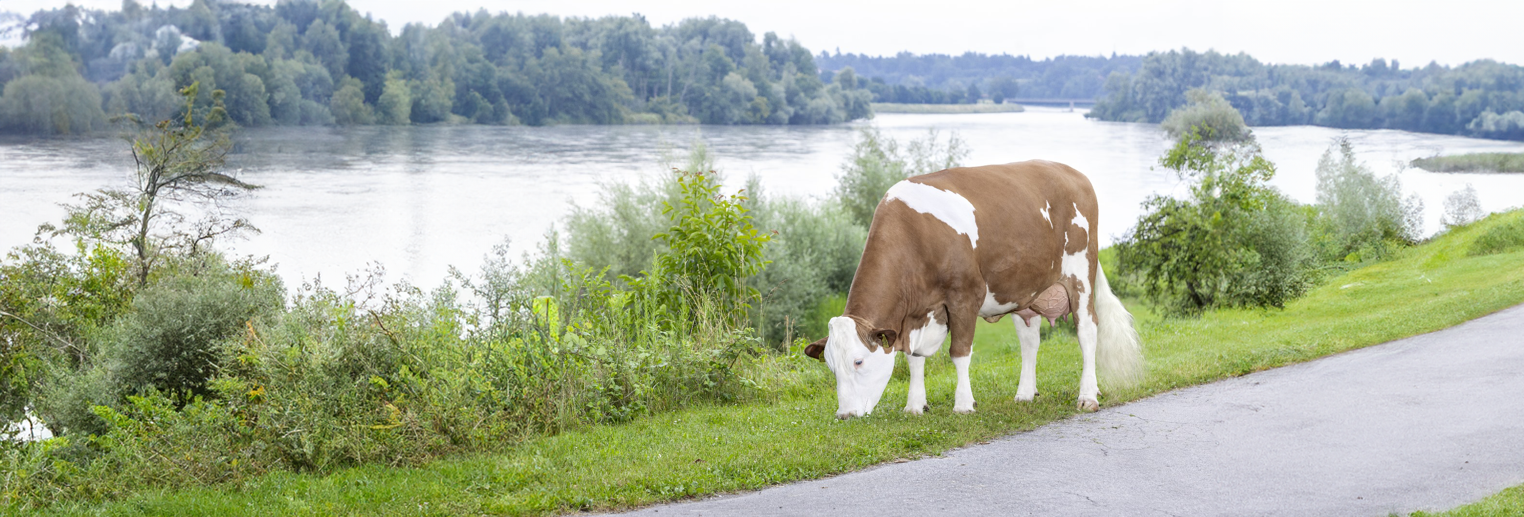 Bericht Zuchtwertschätzung Fleckvieh 2024