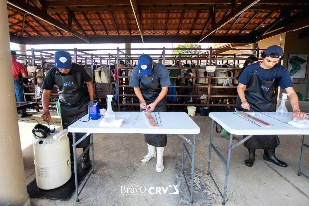 Vantagens da inseminação artificial em bovinos