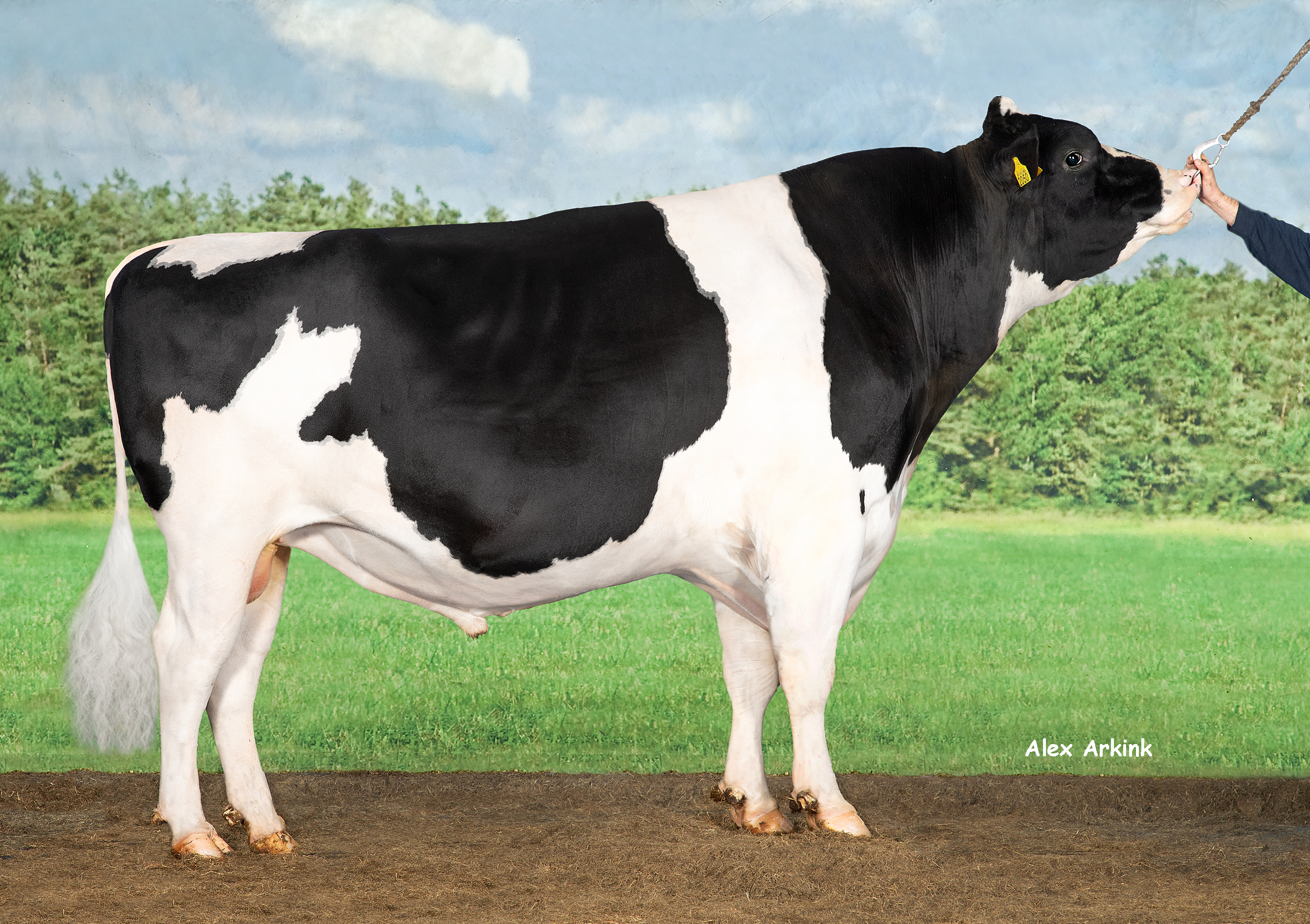 Holstein bull