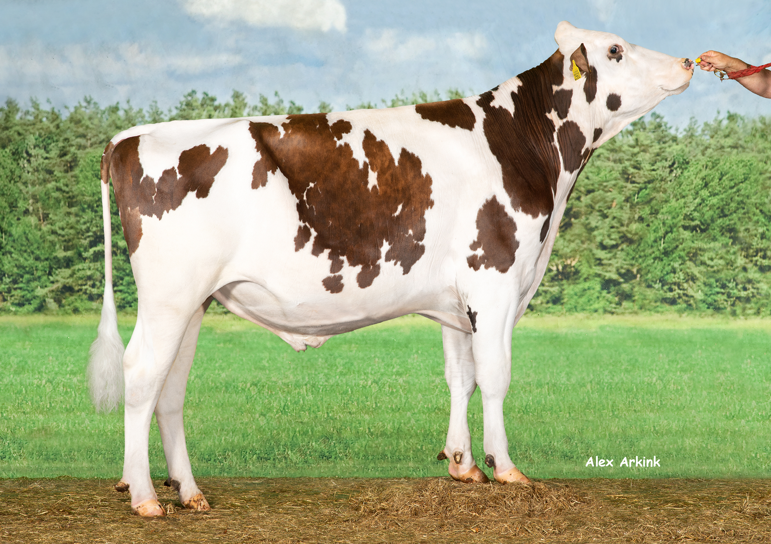 Workzone PP - Holsteinbulle des Monats November 2023