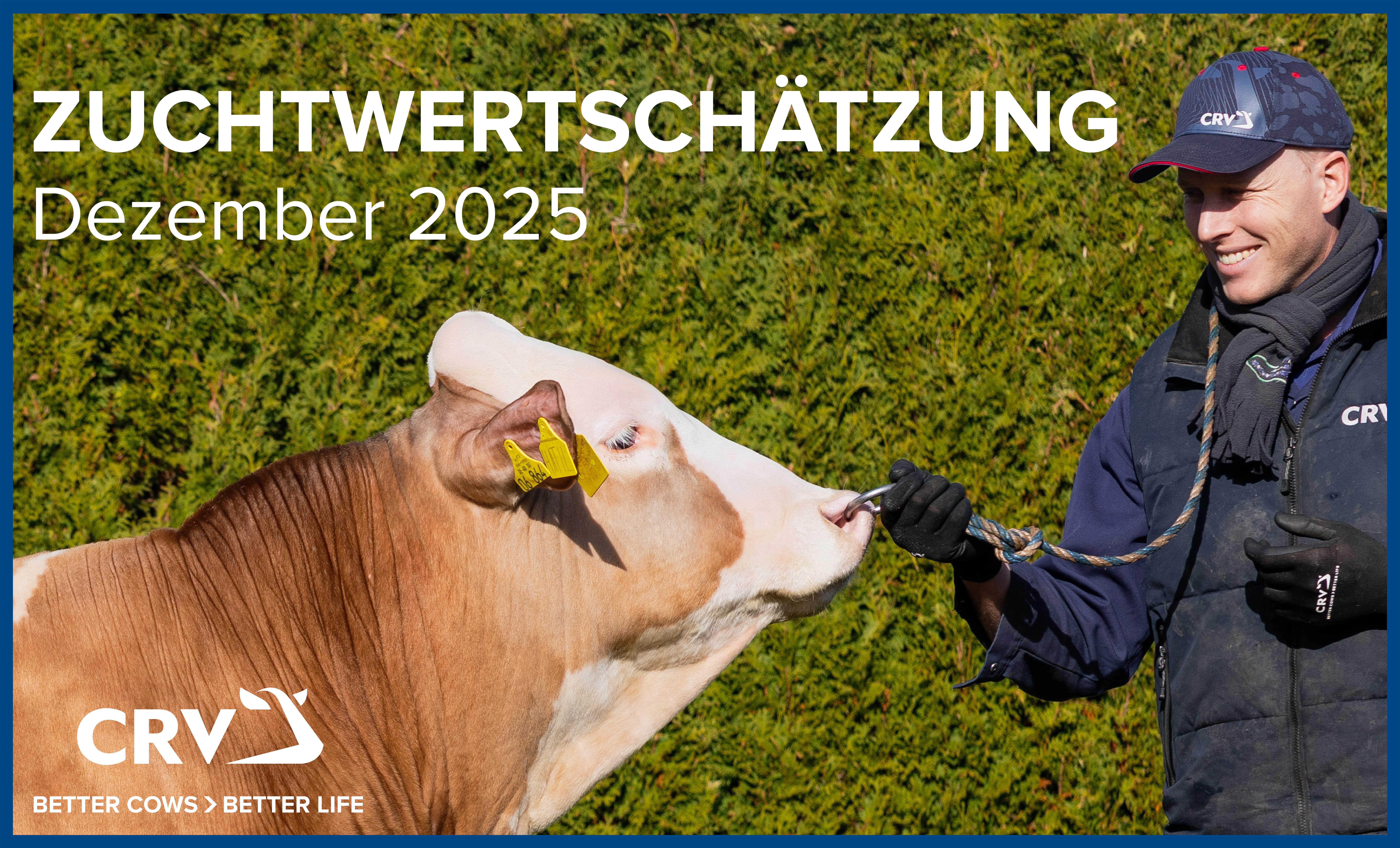 Zuchtwertschätzung Dezember 2025 bringt breites Angebot bei CRV Fleckvieh