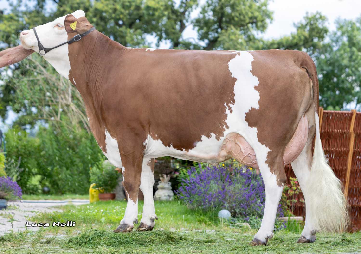 Zilly Pp Dam of Hofit Pp