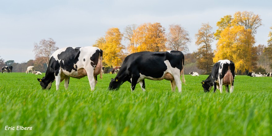 <p>Stierenaanbod</p>