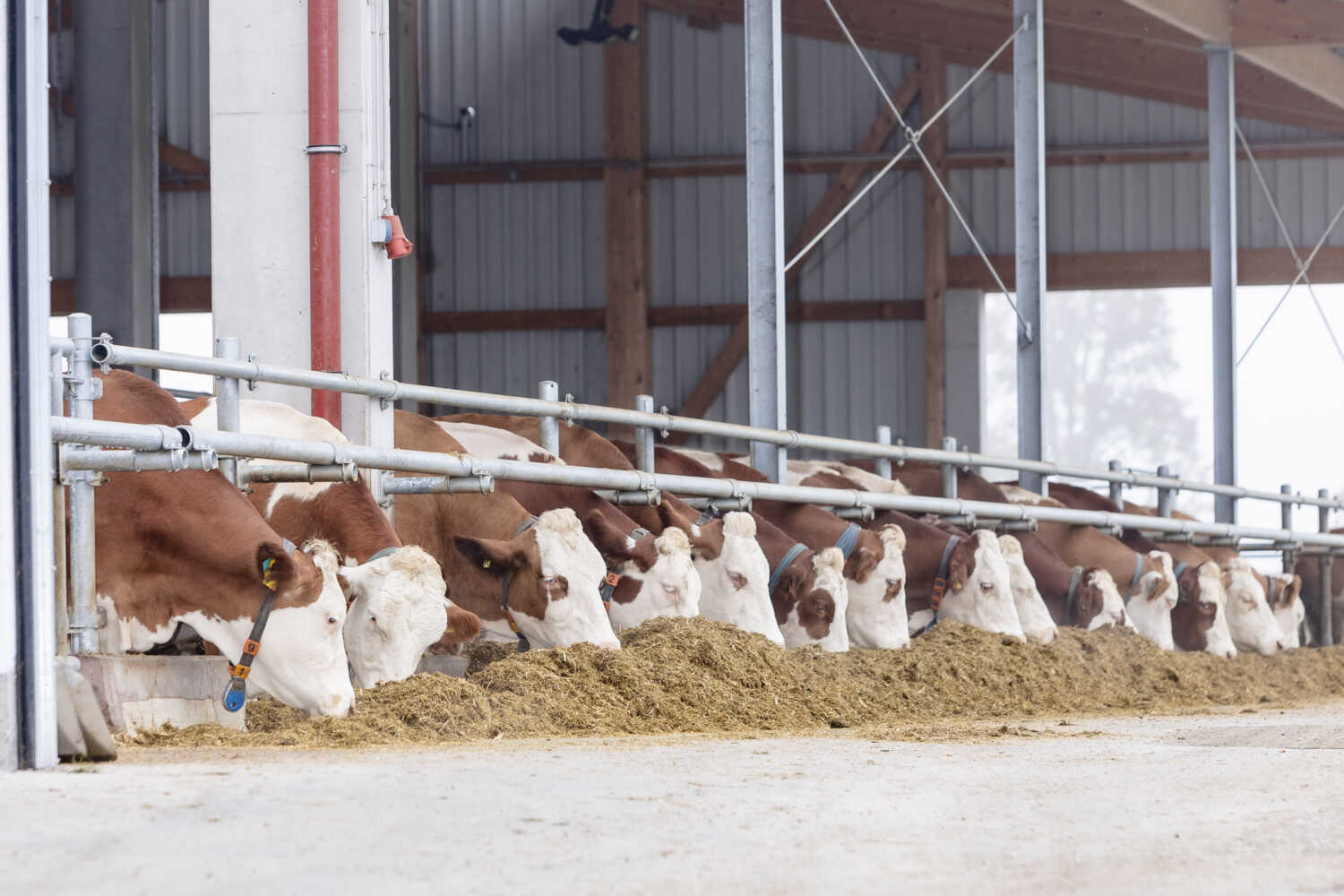 CRV strengthens Fleckvieh portfolio with proven performance and new homozygous polled genetics