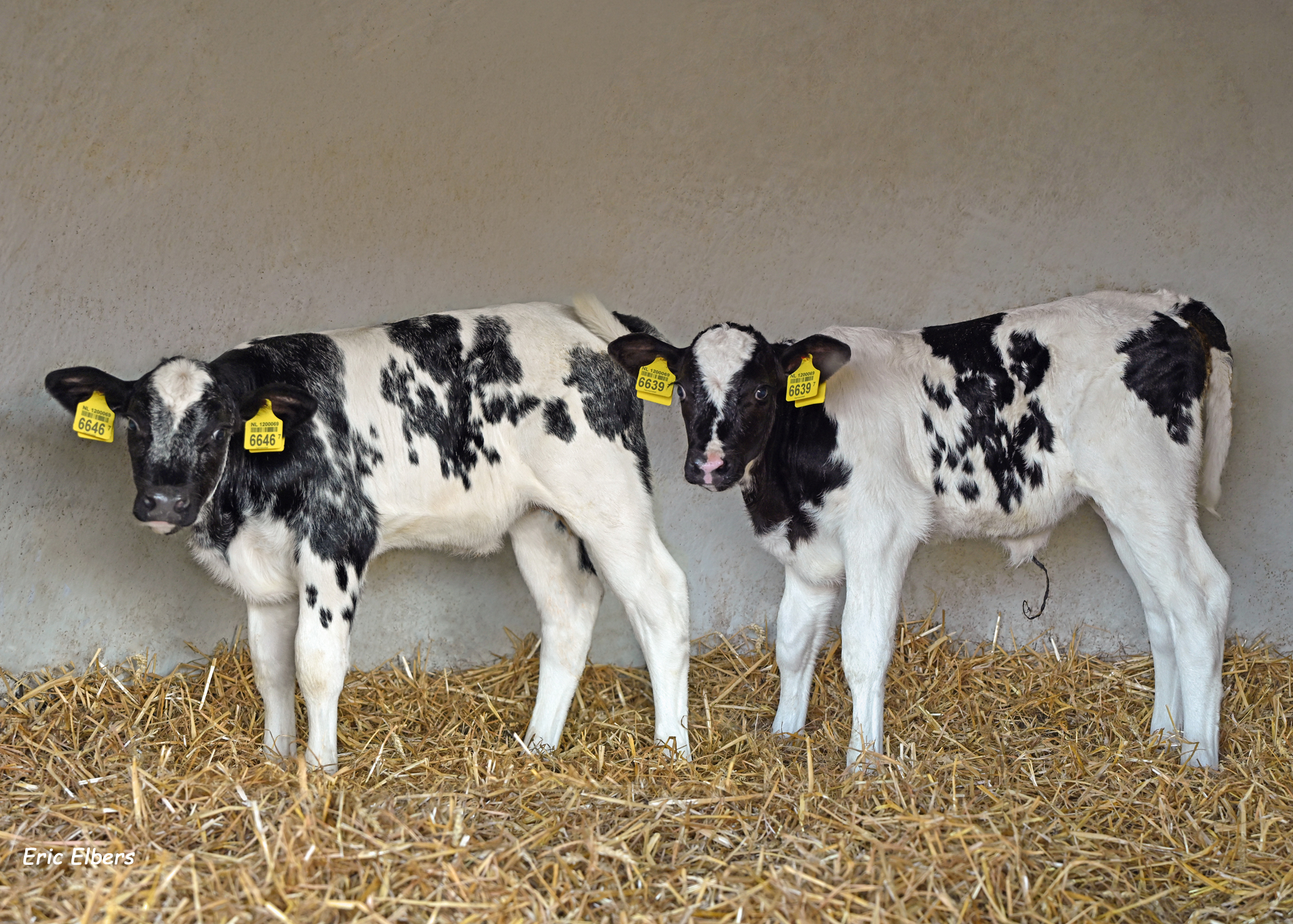 ‘Mengsperma BullsEye Blue geeft maximale kans op dracht’