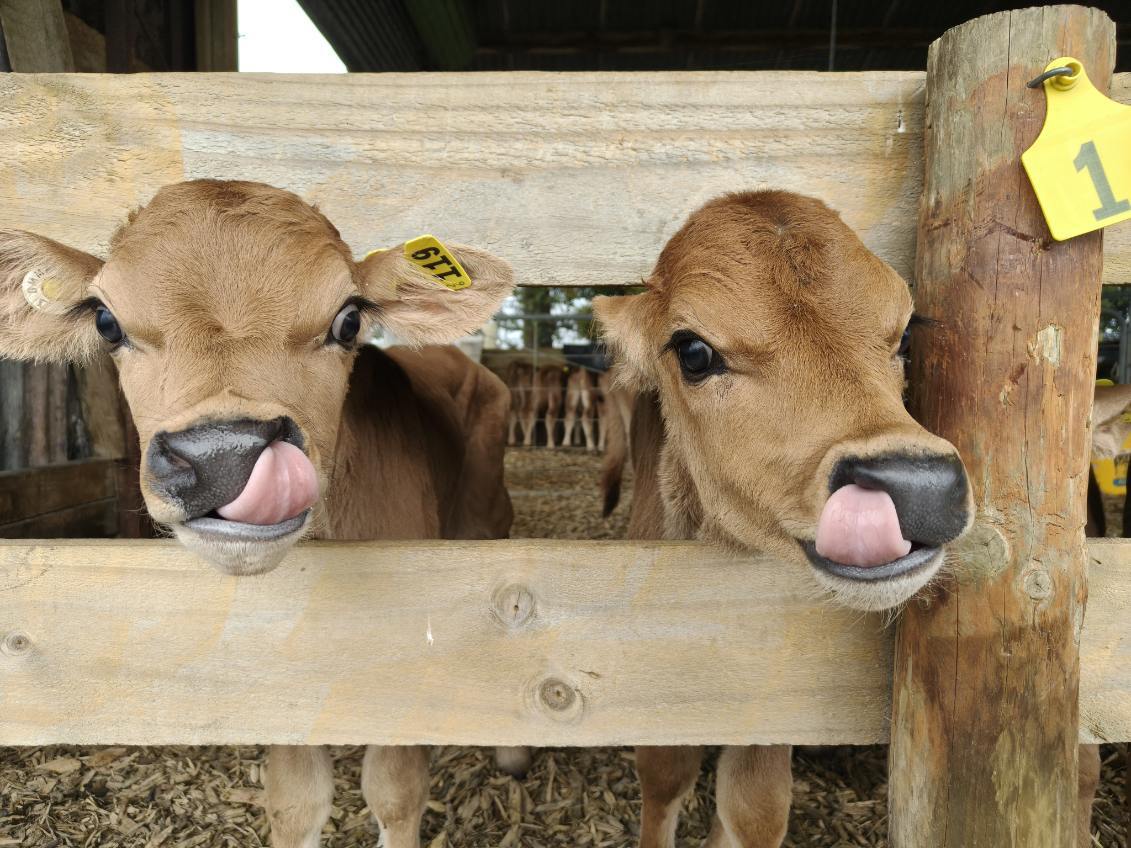 First CRV-sired calves signal next chapter at Donald’s Farm