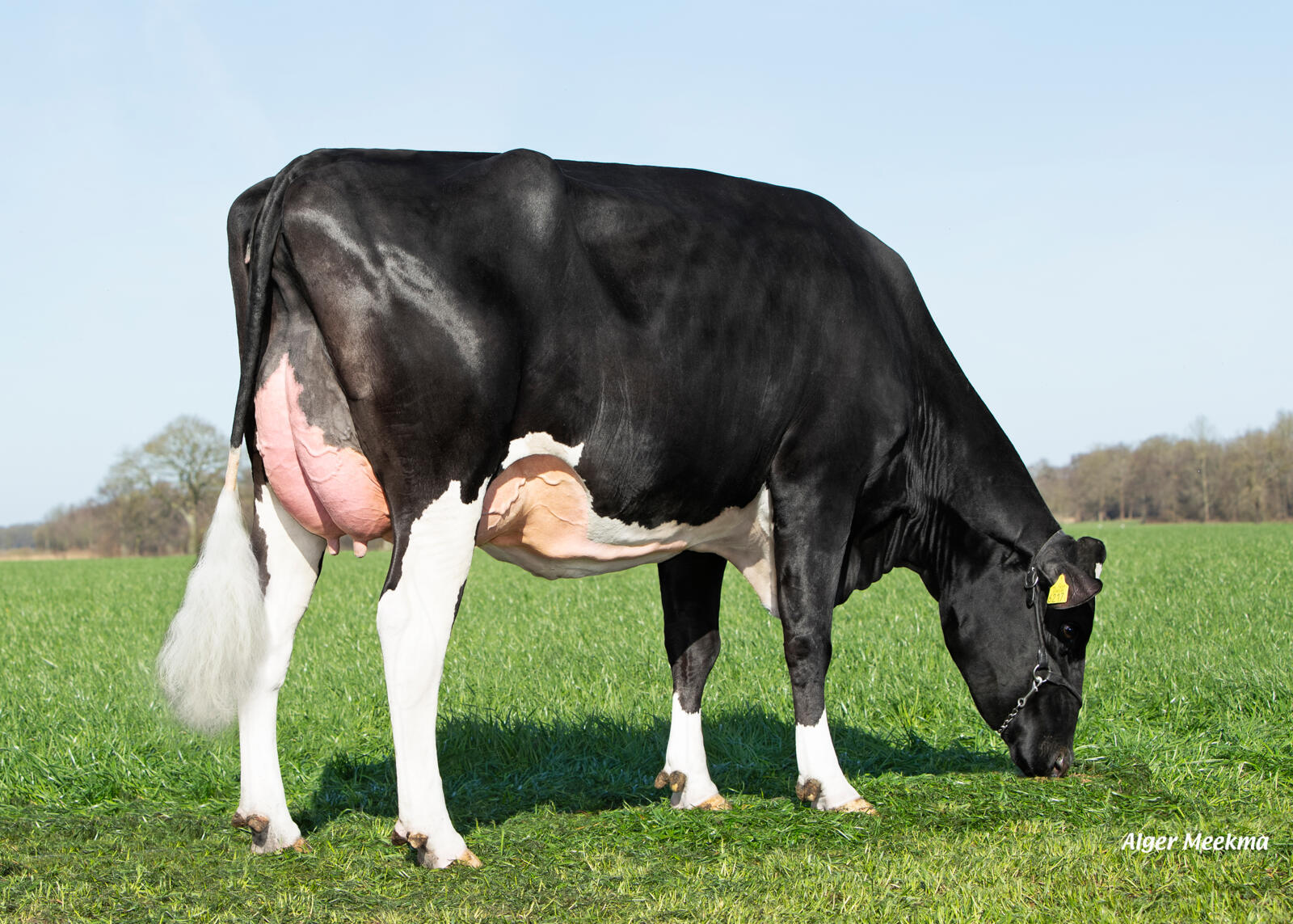 Dieren uit Elite-embryo’s presteren beter