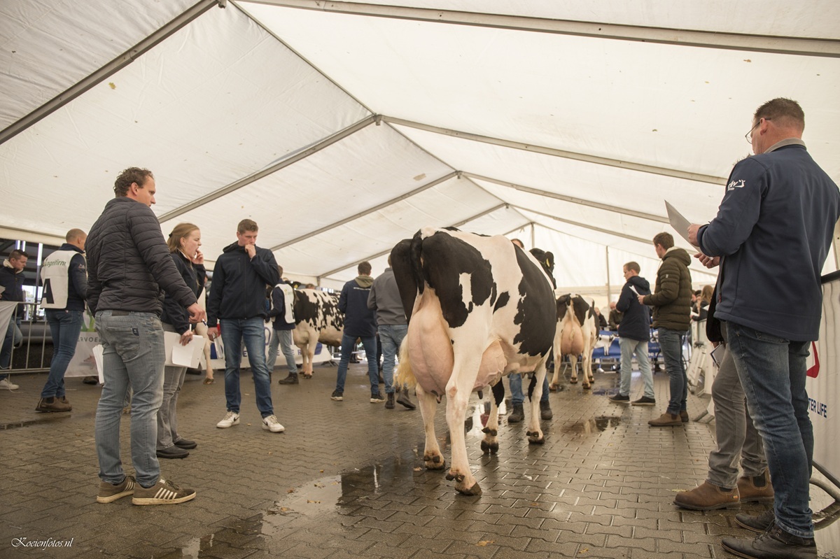 CRV organiseert NK veebeoordelen op zaterdag 3 oktober