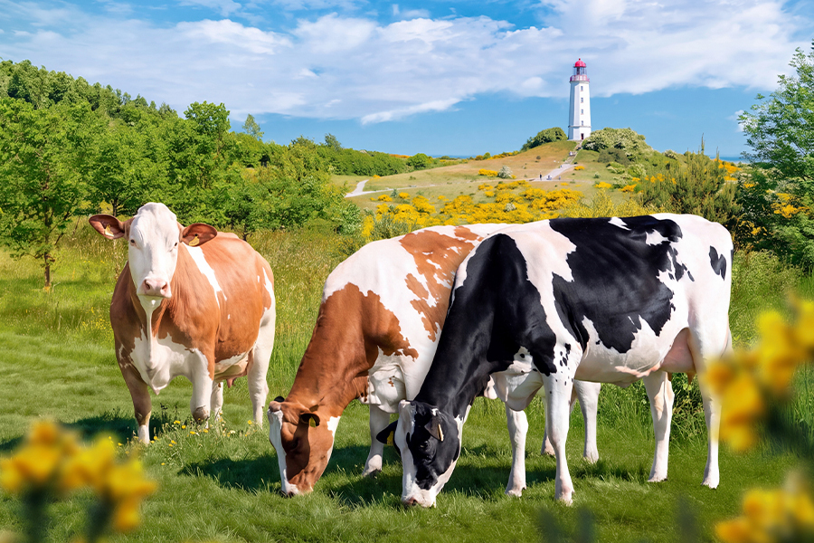 Zuchtwertschätzung Holstein August 2026