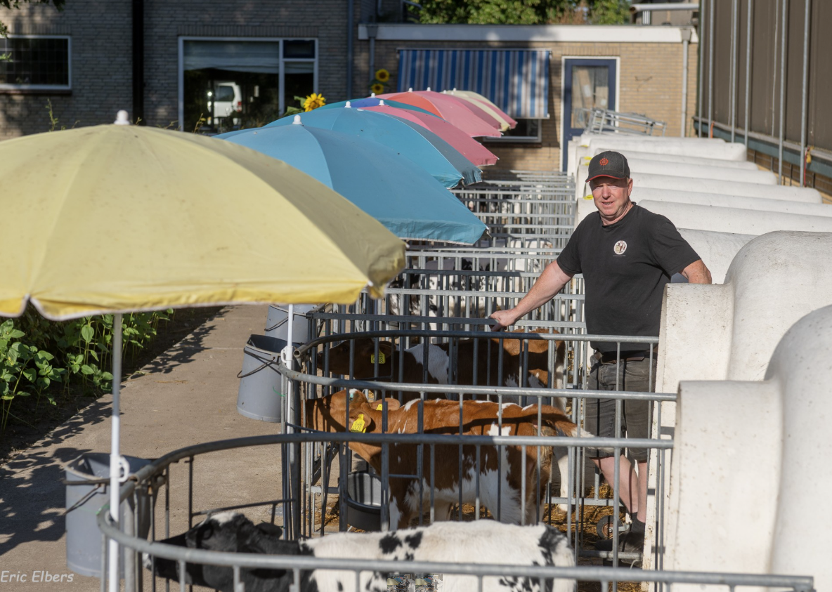Sneller genetisch vooruit in gehalten en hoornloosheid