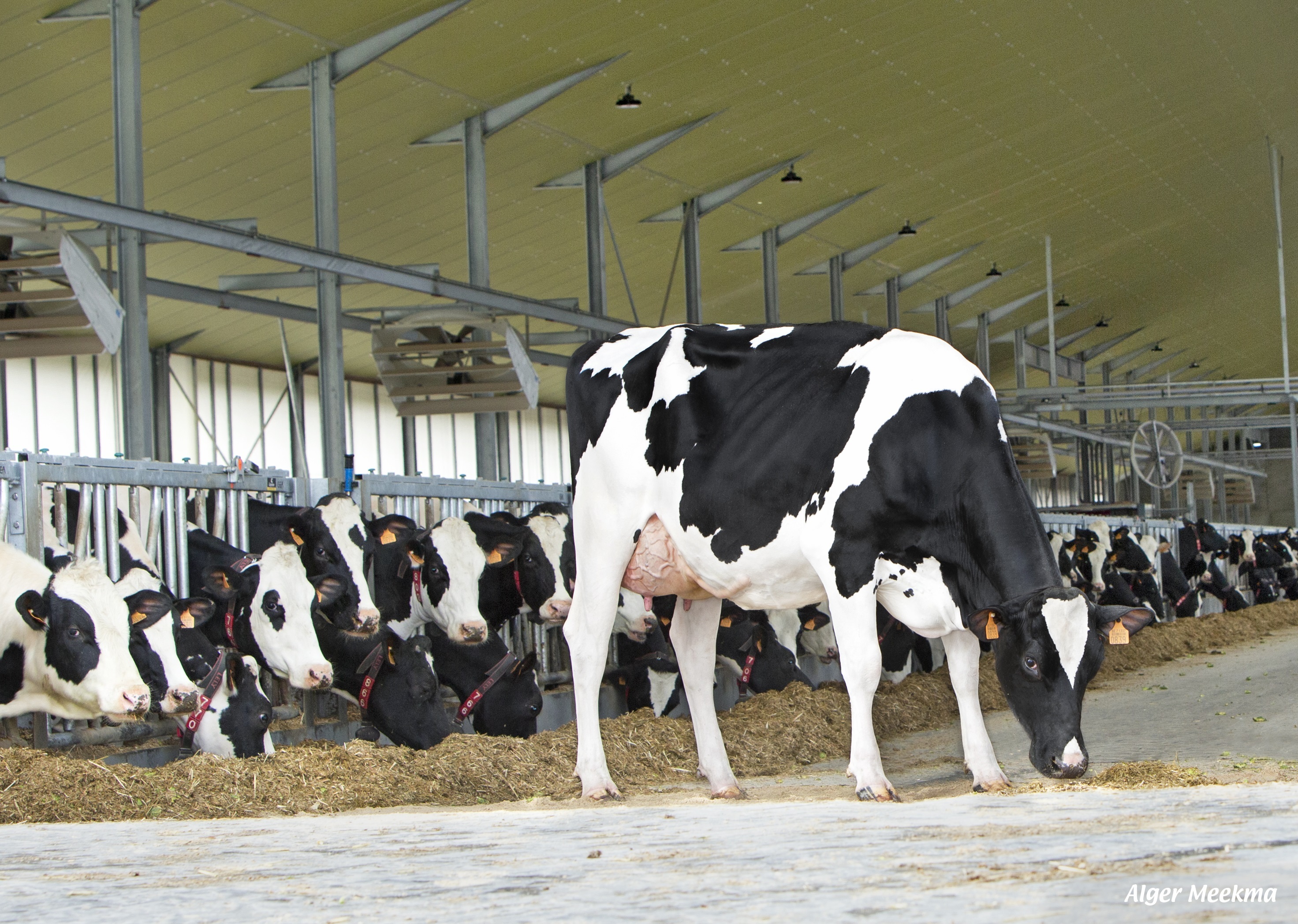 Vier hoogproductieve Delta-vaarzen in Vlaamse top acht