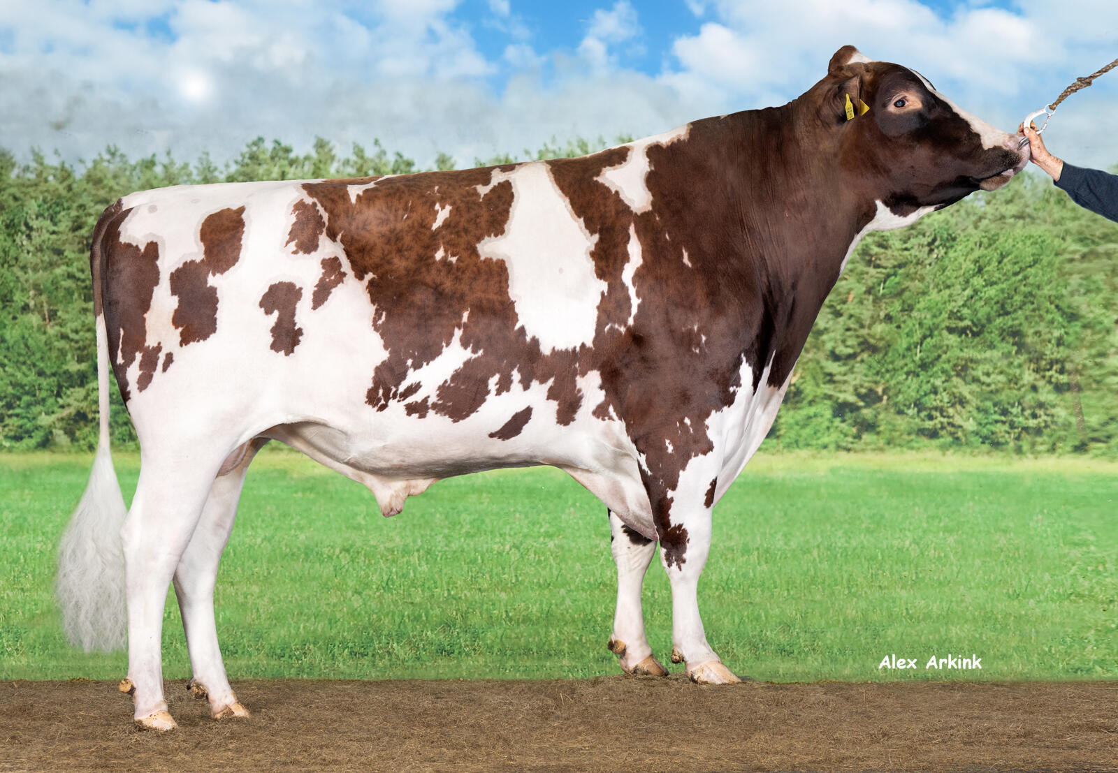 Delta Borax (Freestyle x Jakarta)