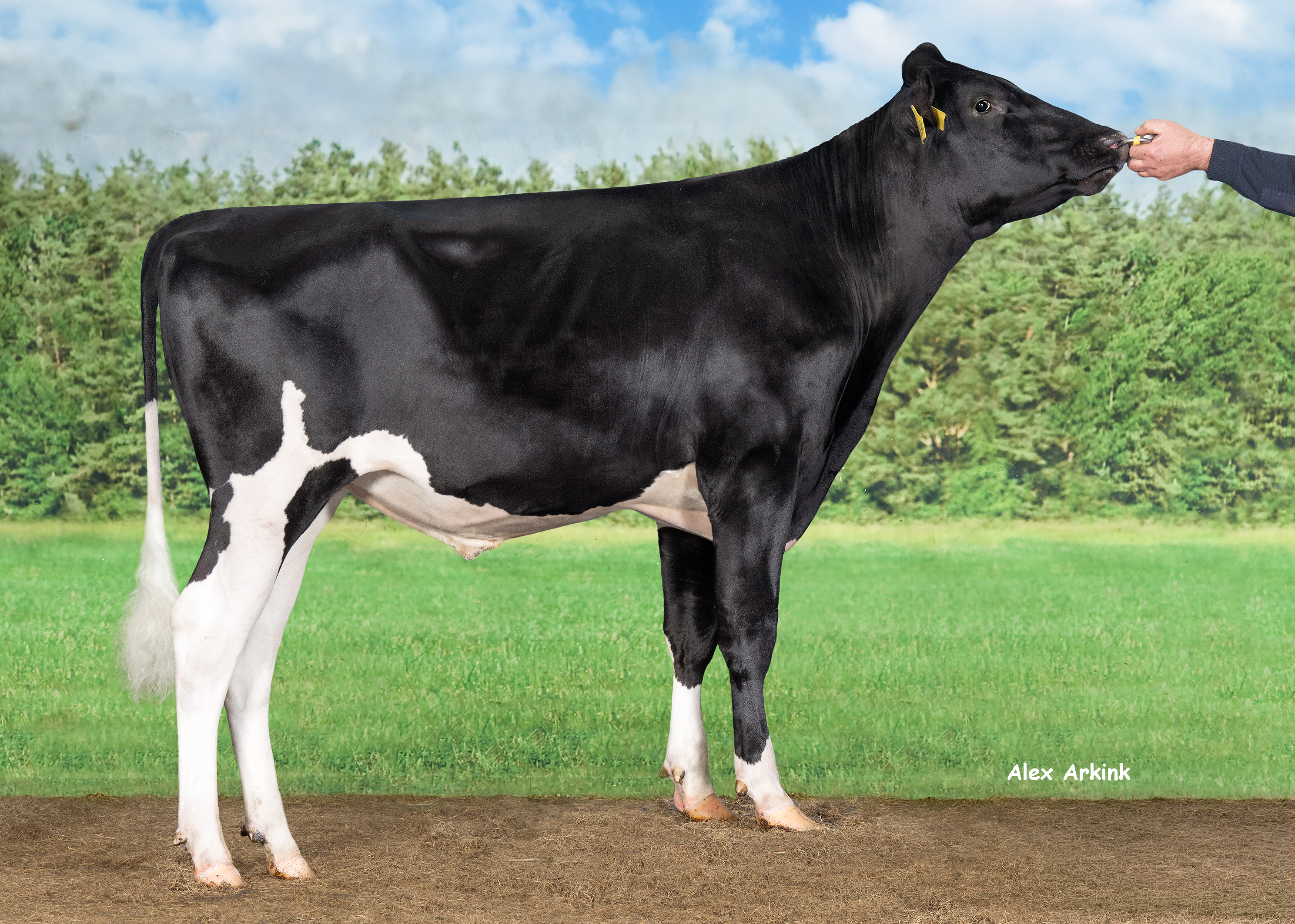 schwarzbunter Holsteinbulle Brahms Pp