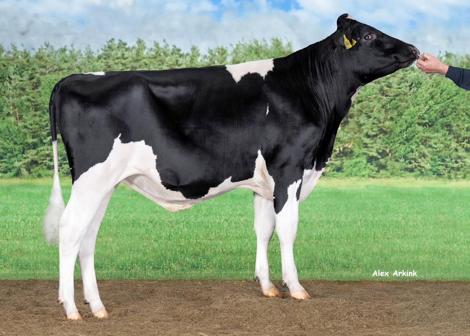 Delta Excelsior (Soundbite rf x Boreso)